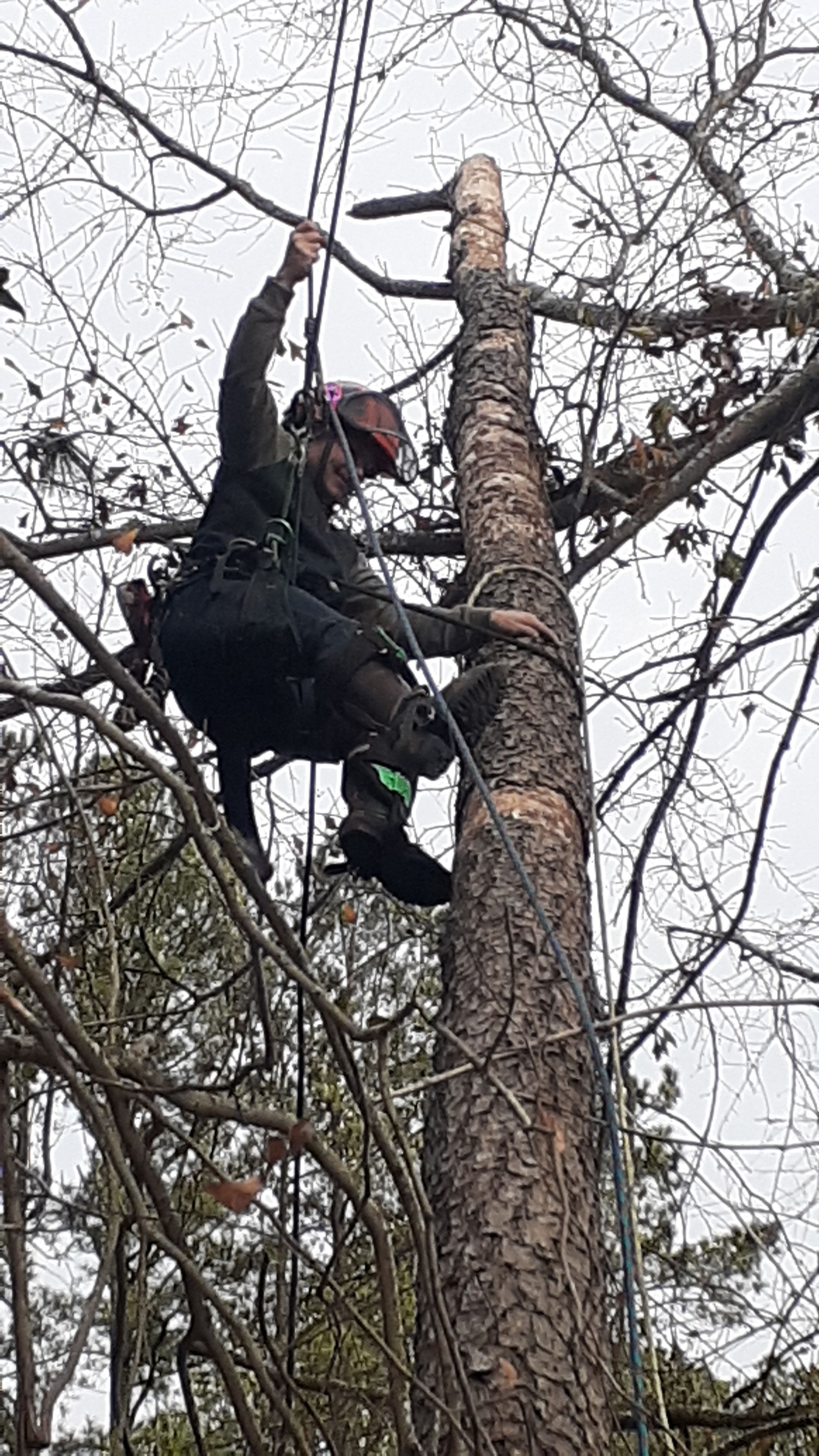  for Professional Tree Service USA in Chattanooga, TN