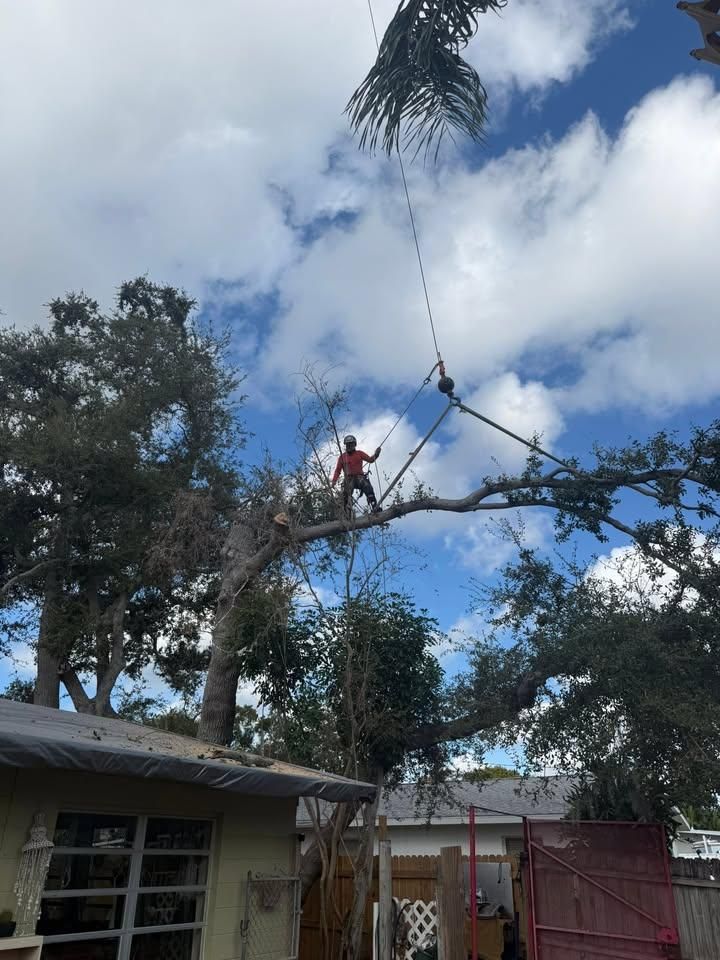  for Damian’s Tree Care in Sarasota, FL
