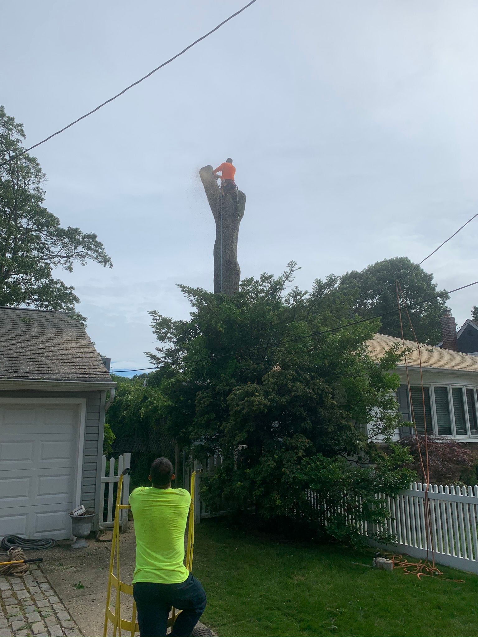  for Mr Timber in Ocala, FL