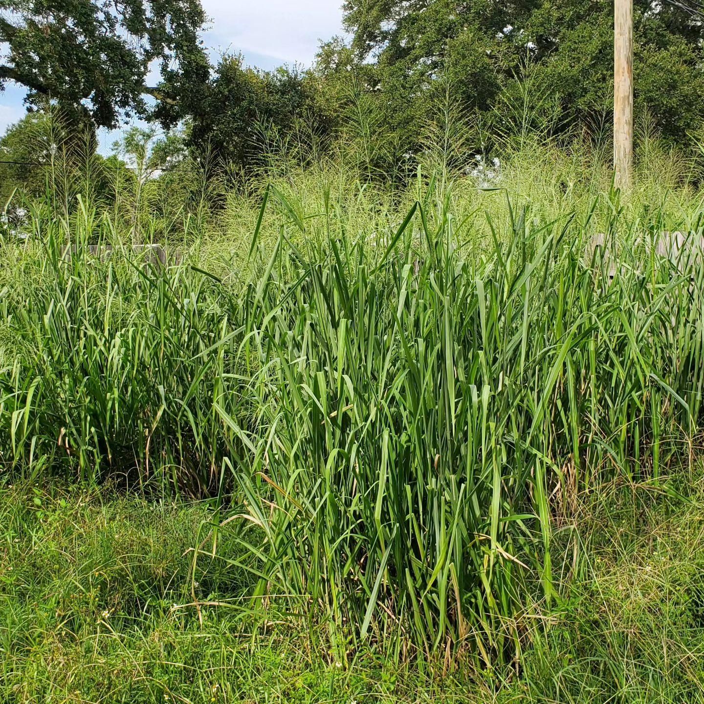  for 1 Friendly Lawn Service in Tampa, FL