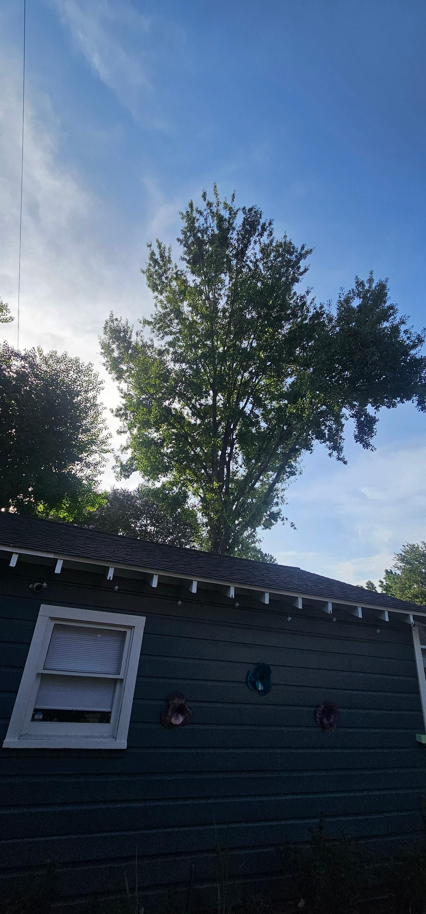  for Servin's Tree Care  in Houston, TX
