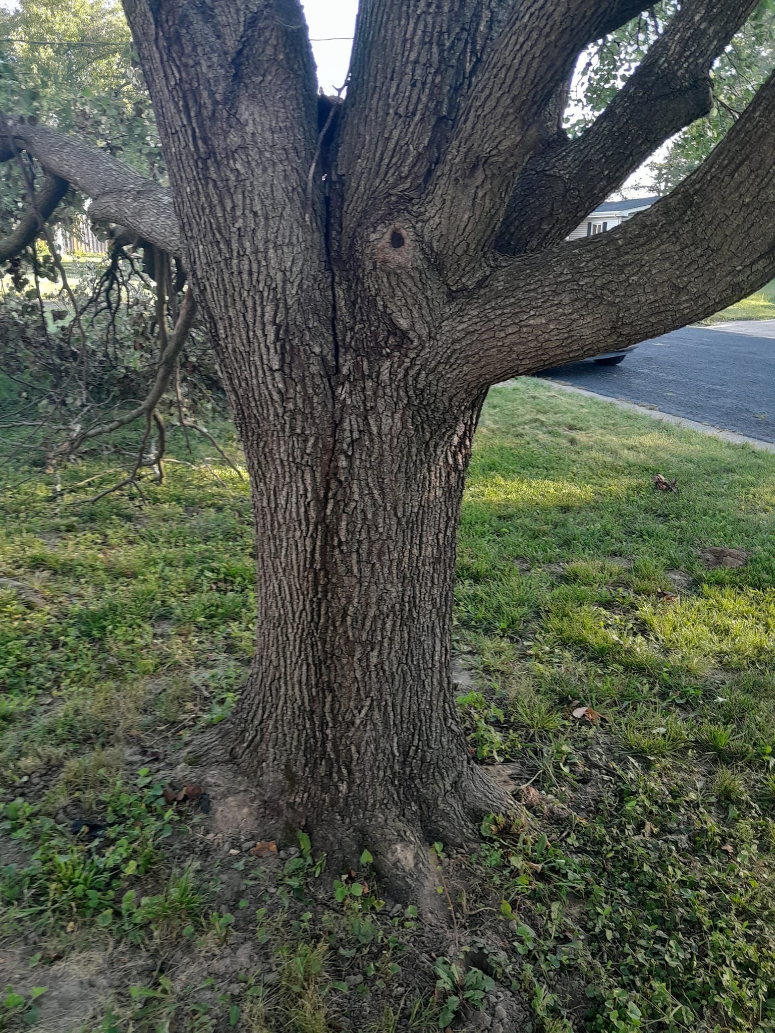  for Sky High Tree Service in Columbia, MO