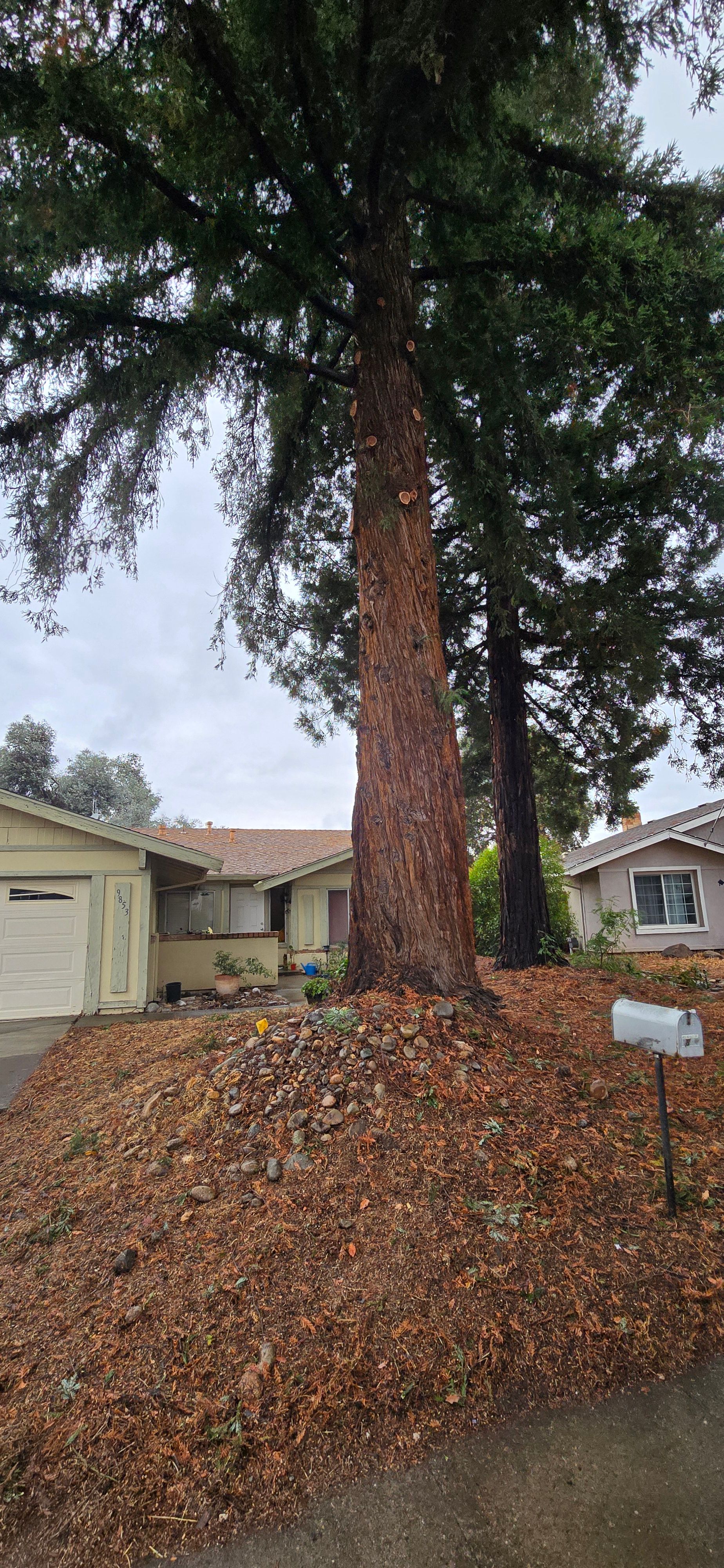  for George Staddan's Professional Tree Care in Placerville, CA