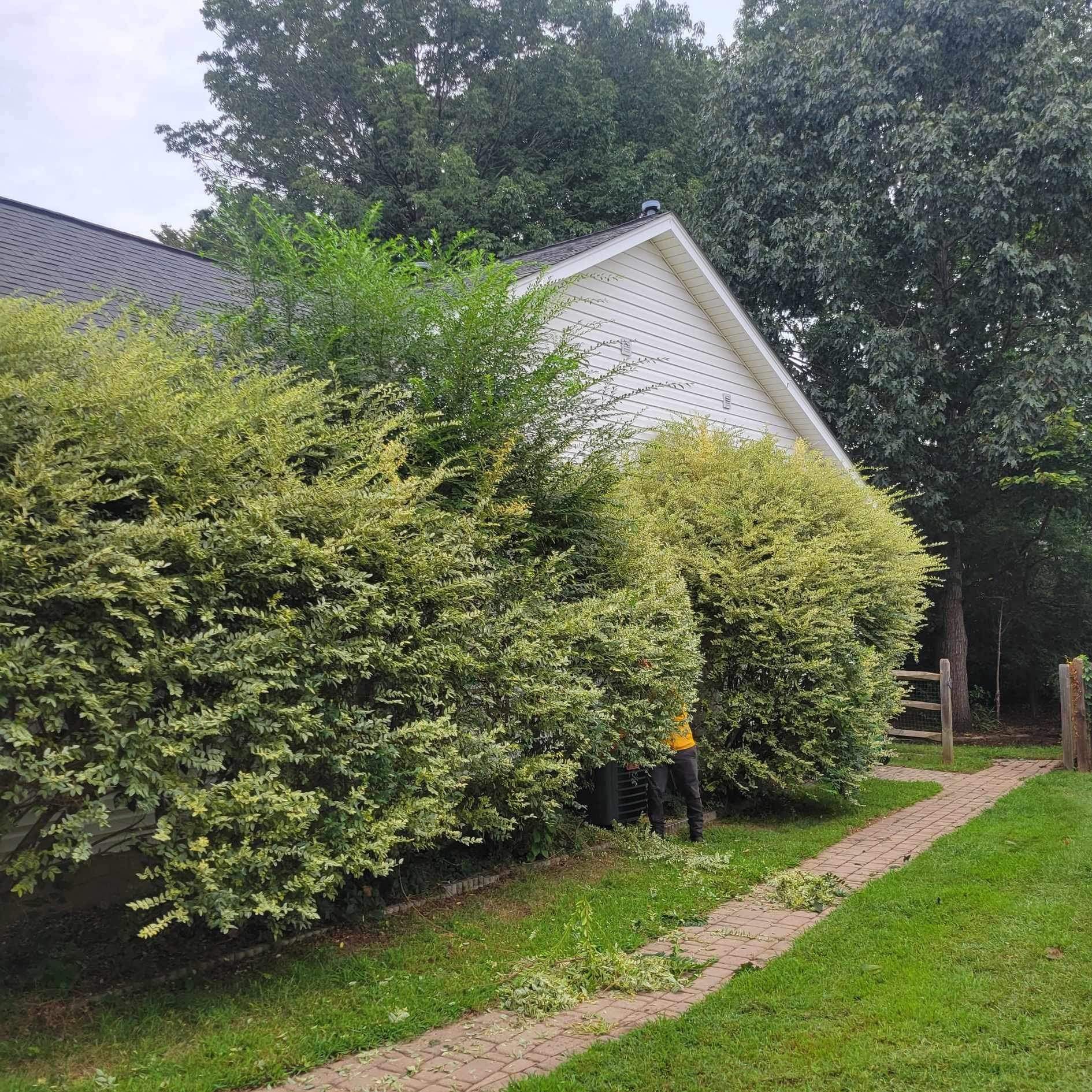  for Stem Tree Service in Belmont, NC
