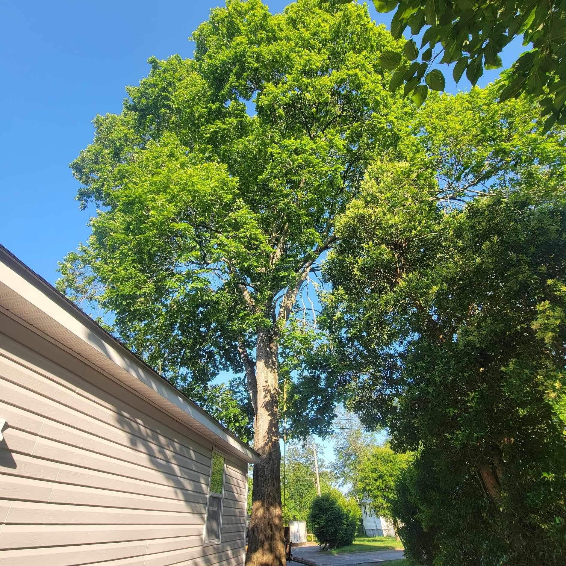  for Stem Tree Service in Belmont, NC