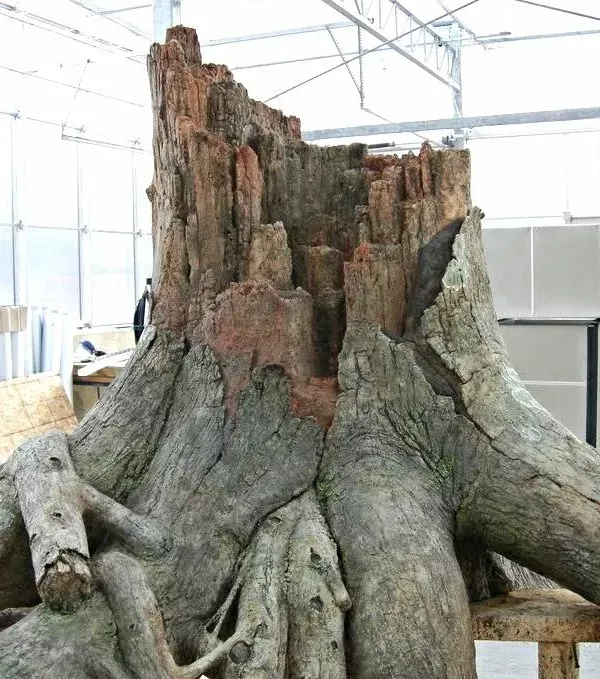  for Texas Curb N Borders in Houston, TX