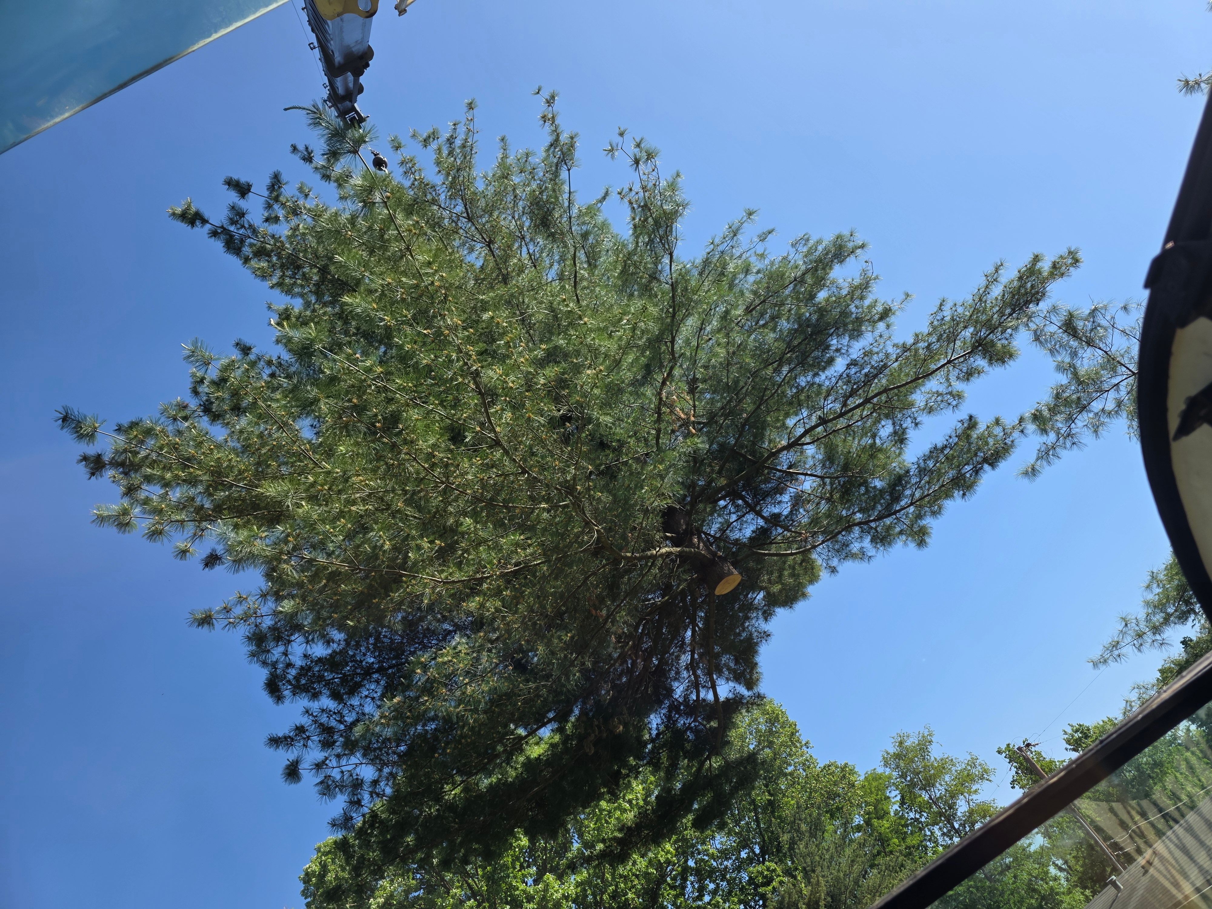  for Advanced Tree Solutions in Rockville, IN