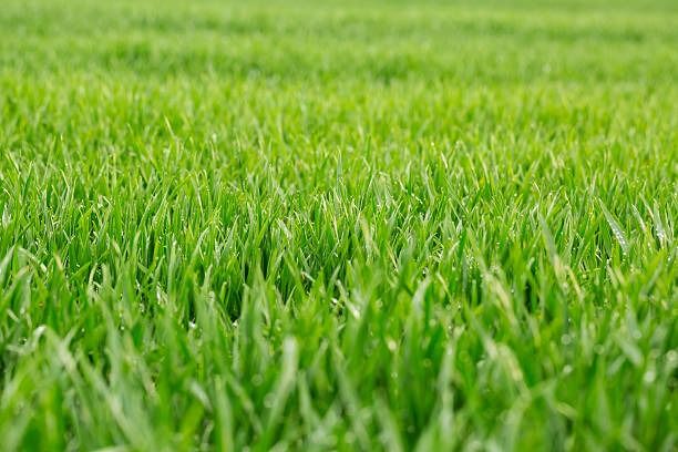  for One Awesome Dad Lawn Care Service in Keller, TX