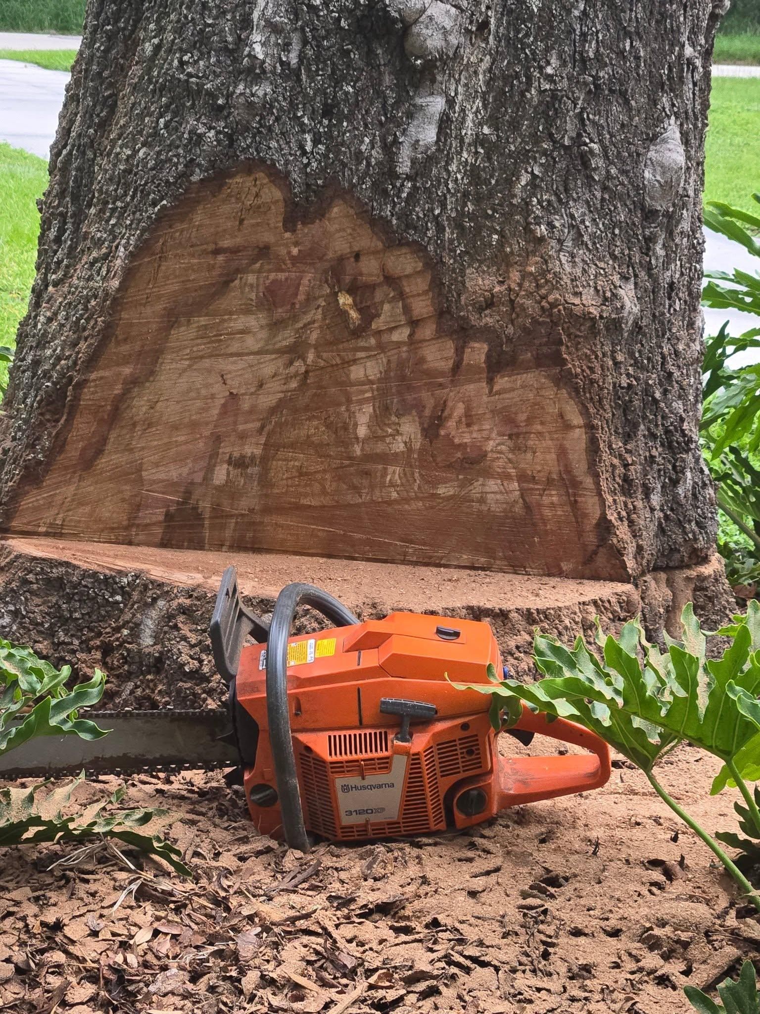 All Photos for TREE BOYS in Ruskin, FL