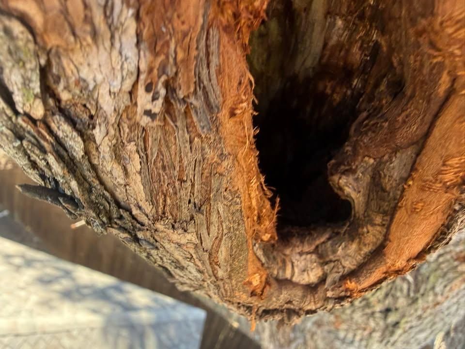 All Photos for Blu-J Tree Care in Arlington, TX