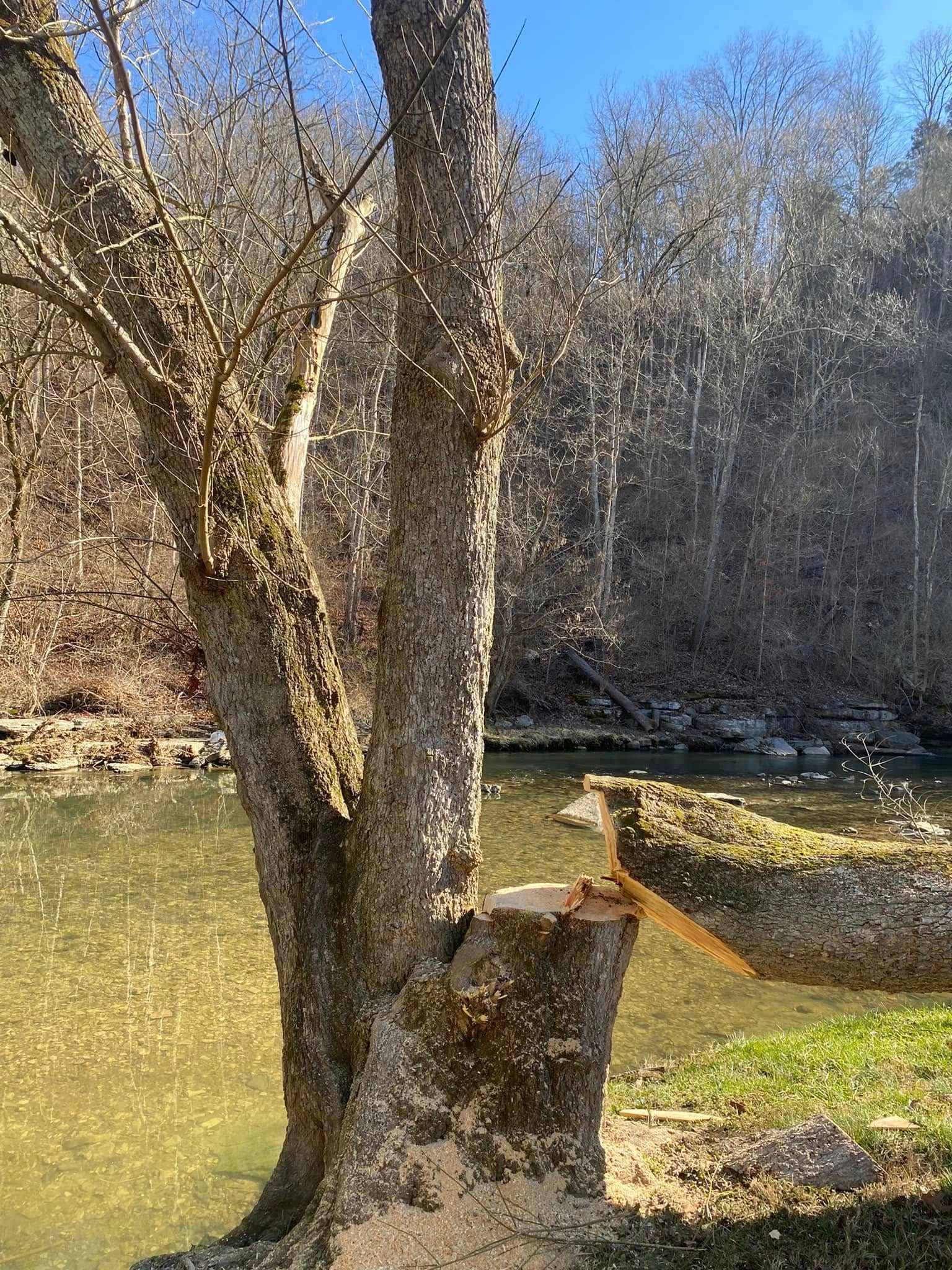  for Timber Ninja Service in Lexington, KY