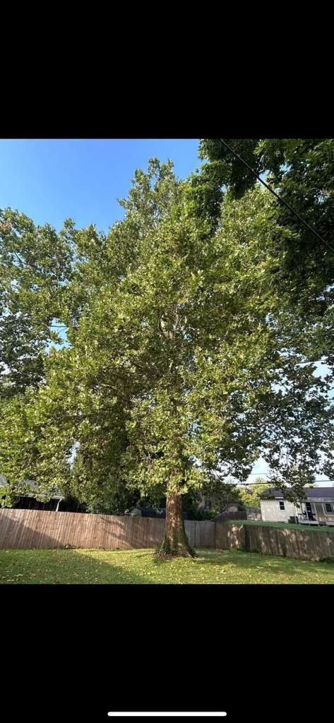  for Dig-It Tree Company in , 