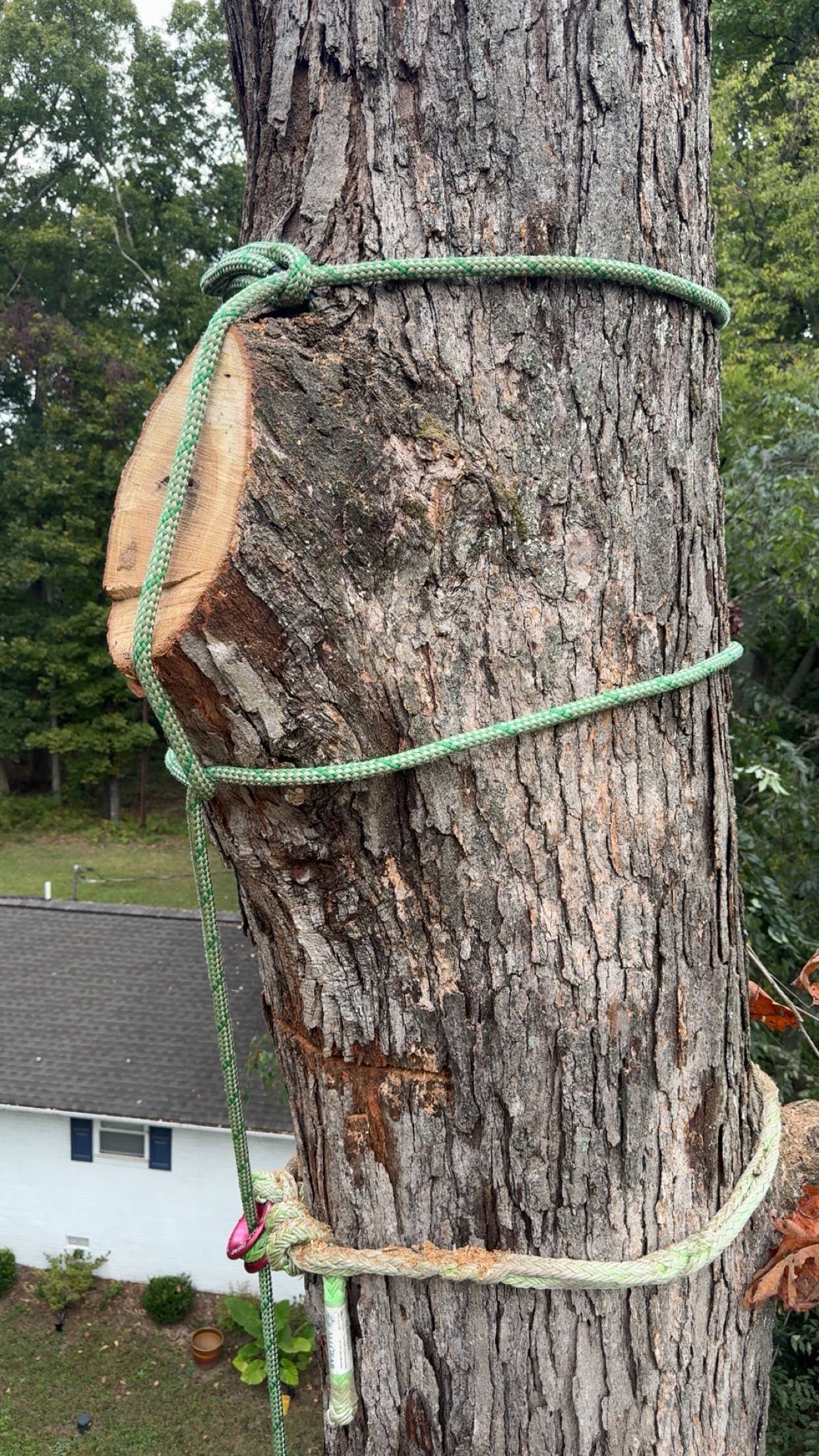  for Ramirez Tree Care in Elkin, NC