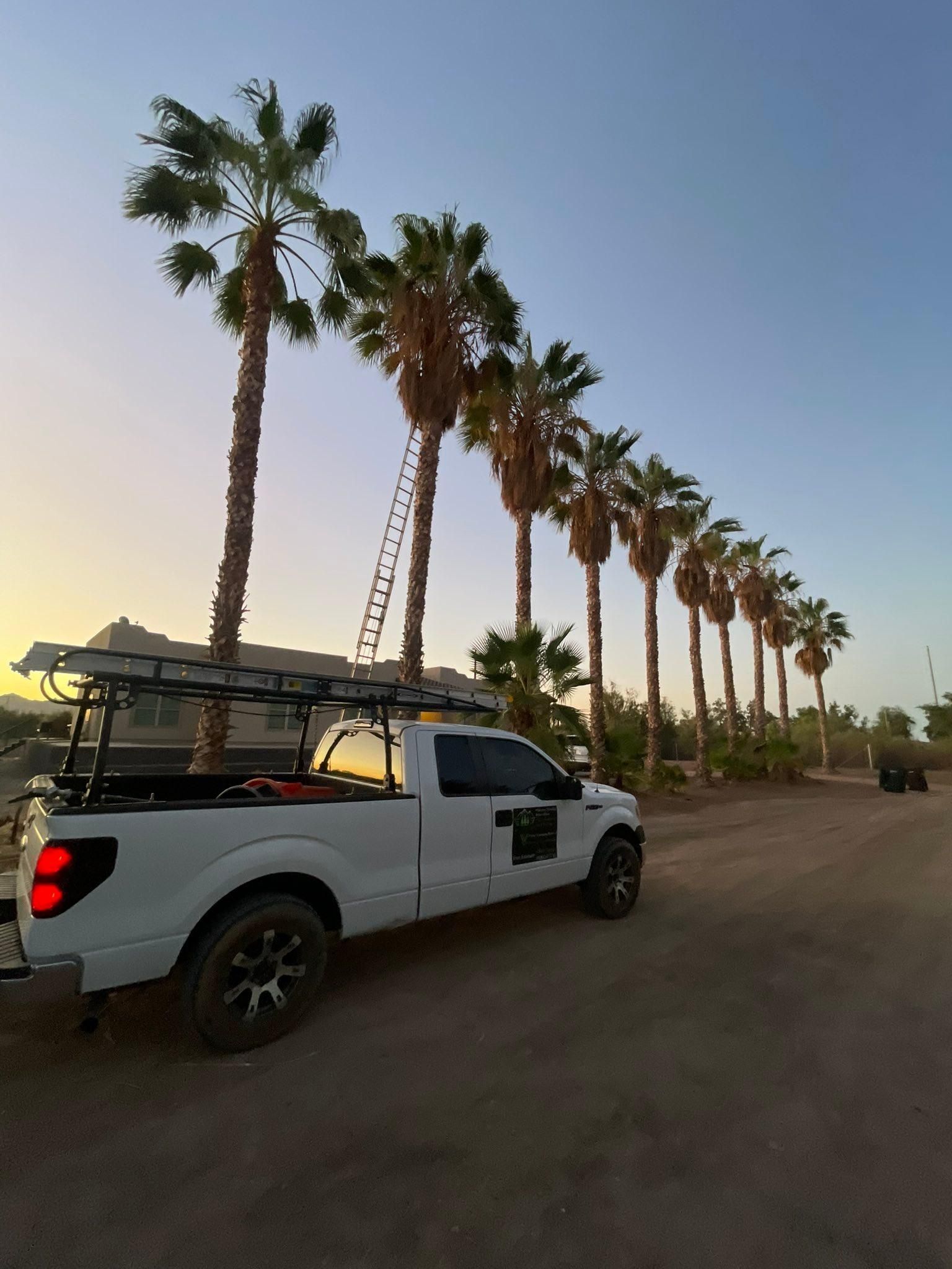  for Oliver L. Palm & Tree services in Yuma County, AZ