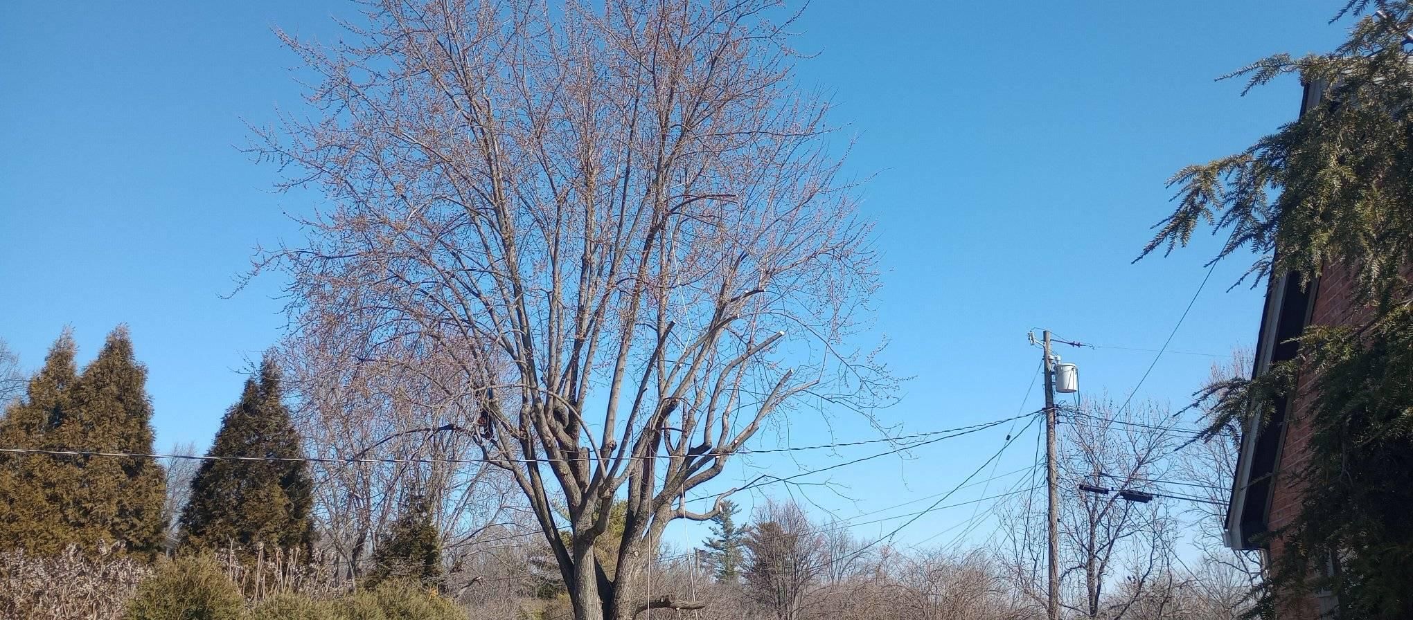  for Kingdom Tree Trimming and Removal LLC in Covington, KY