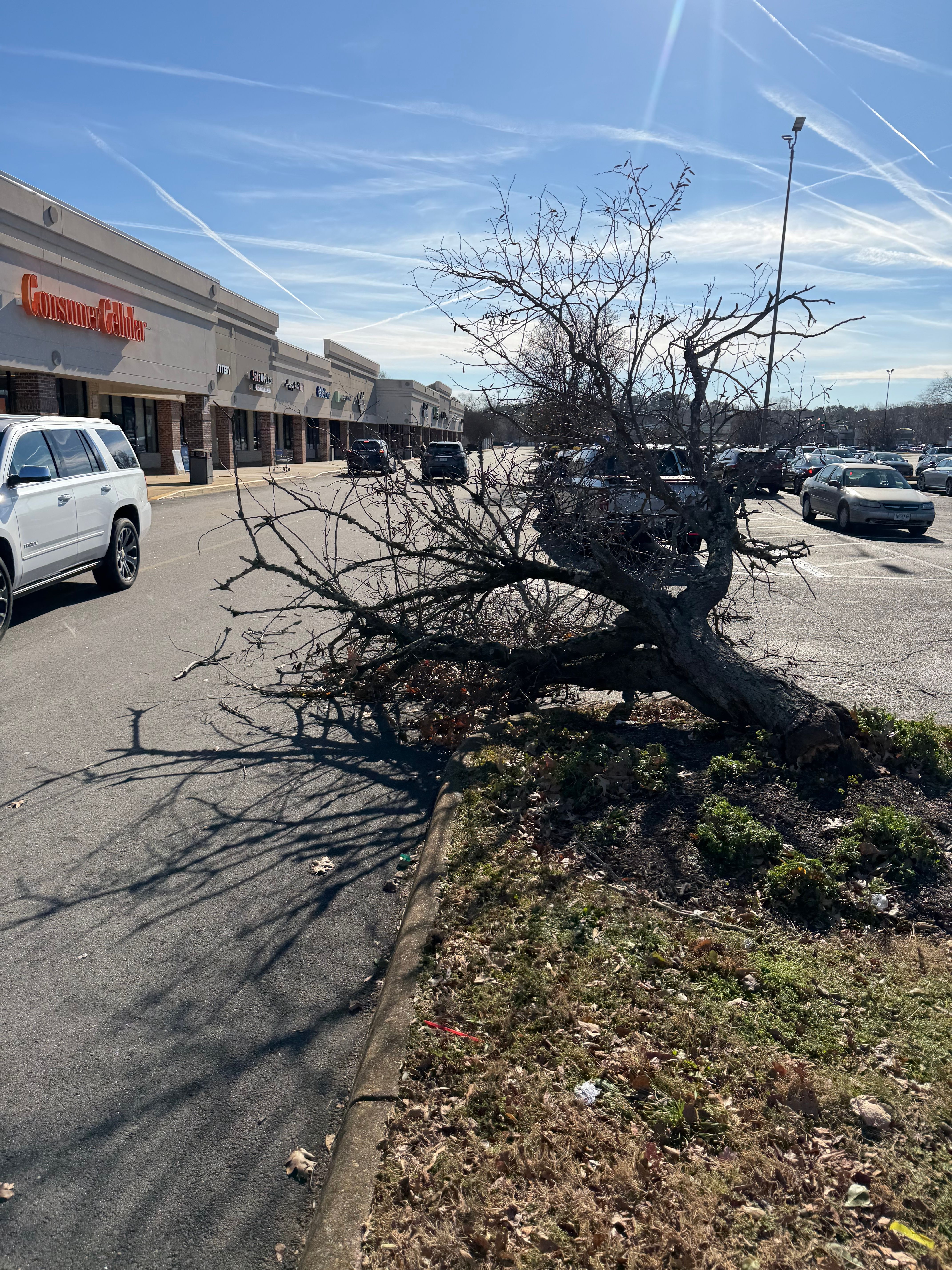  for Tidewater Tree Service in Chesapeake, VA