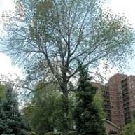  for Sky High Tree Service in Columbia, MO