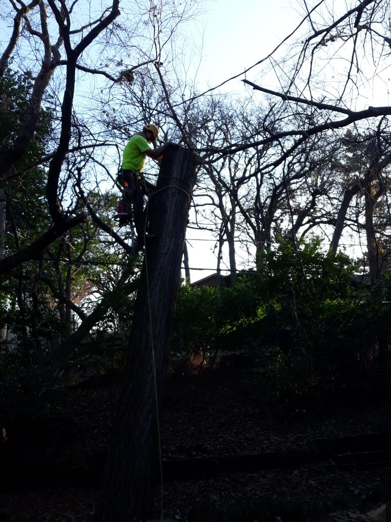  for TLC Professional Tree Service in Bedford, TX
