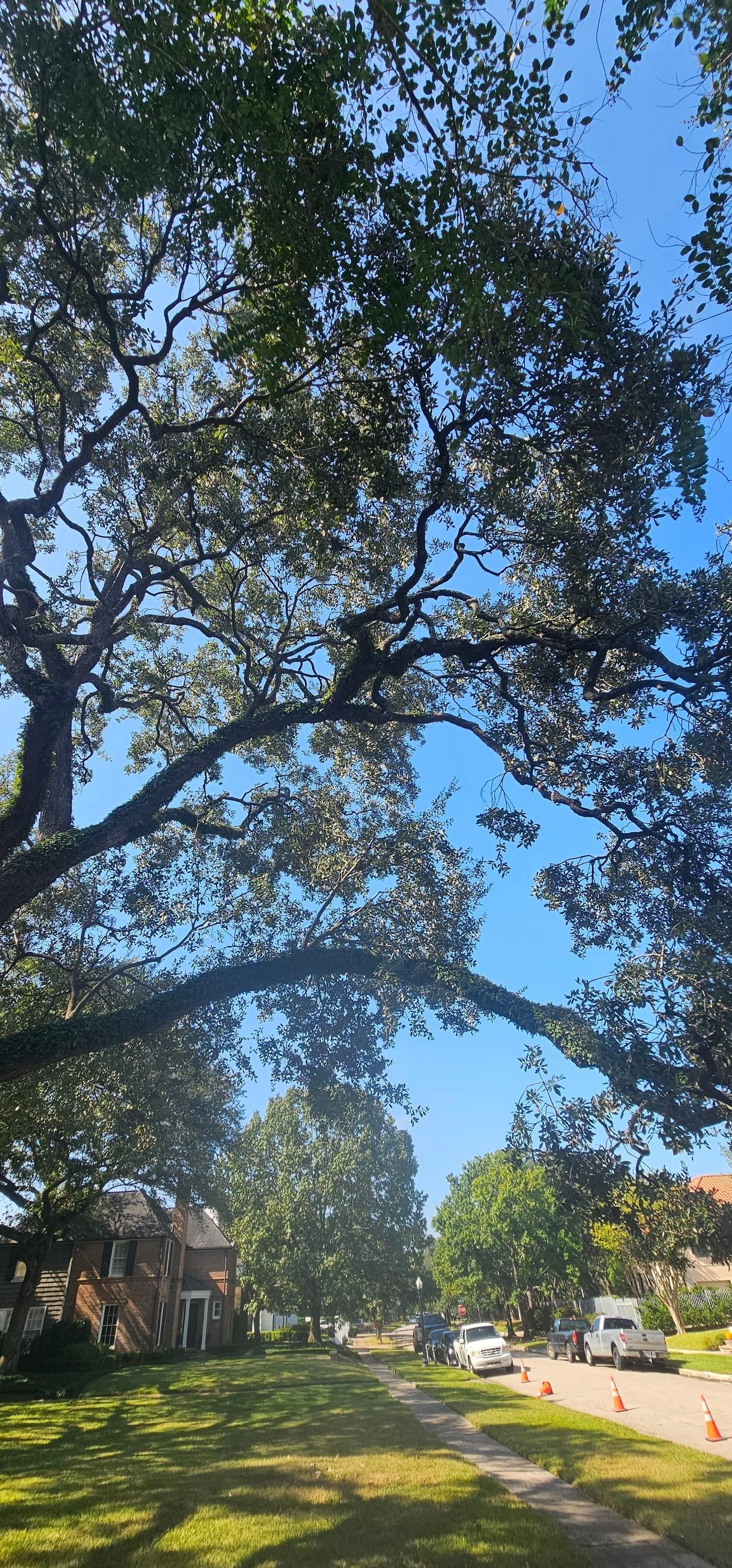  for Servin's Tree Care  in Houston, TX