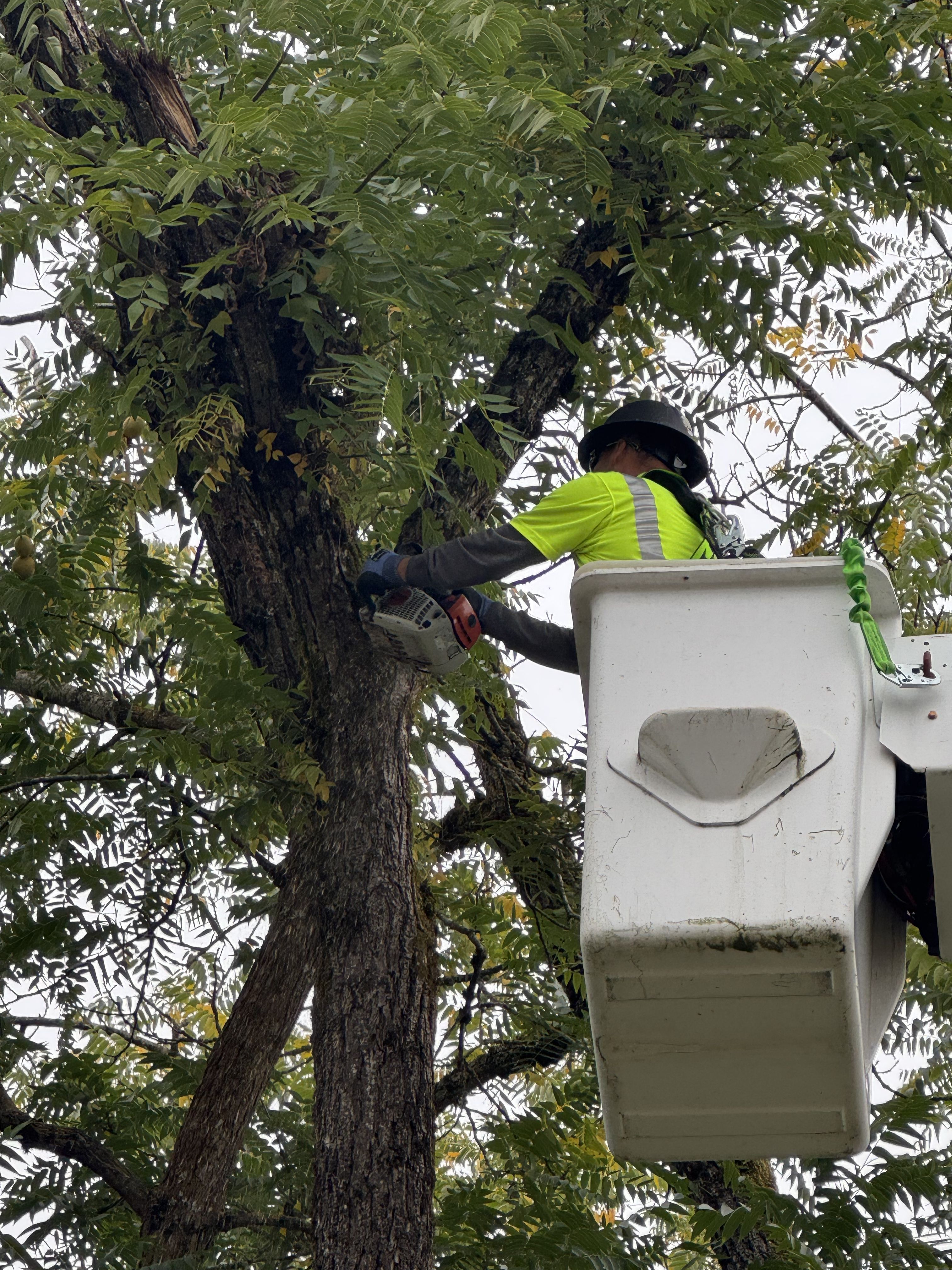  for Willamette Landscaping and Tree Services in Albany, OR