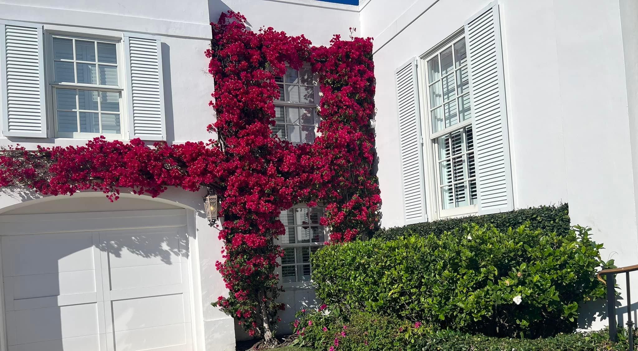 Tree Trimming and Removal for Rey Landscaping & Lawn service LLC in West Palm Beach,  FL