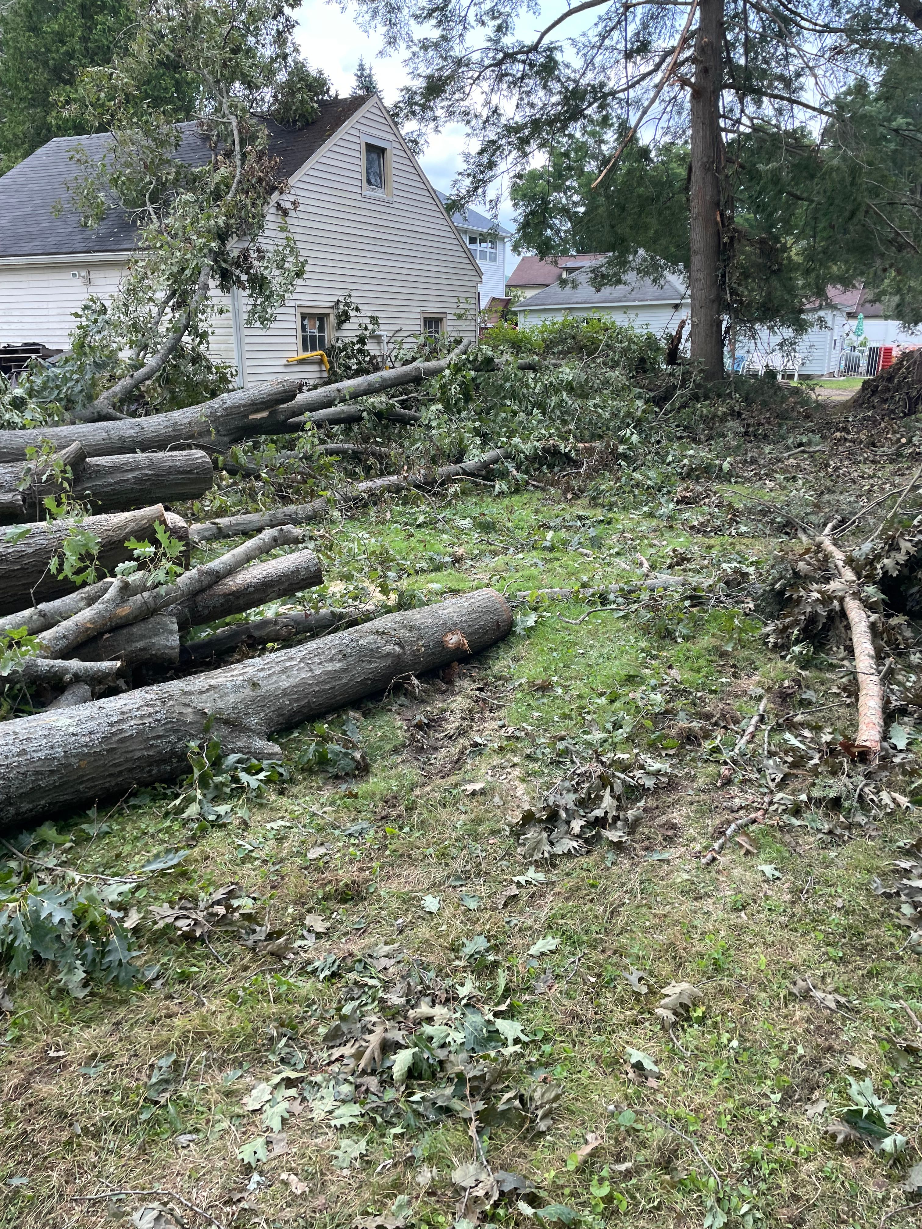 Tree Removal for Benjamin & Sons in Elmira, NY