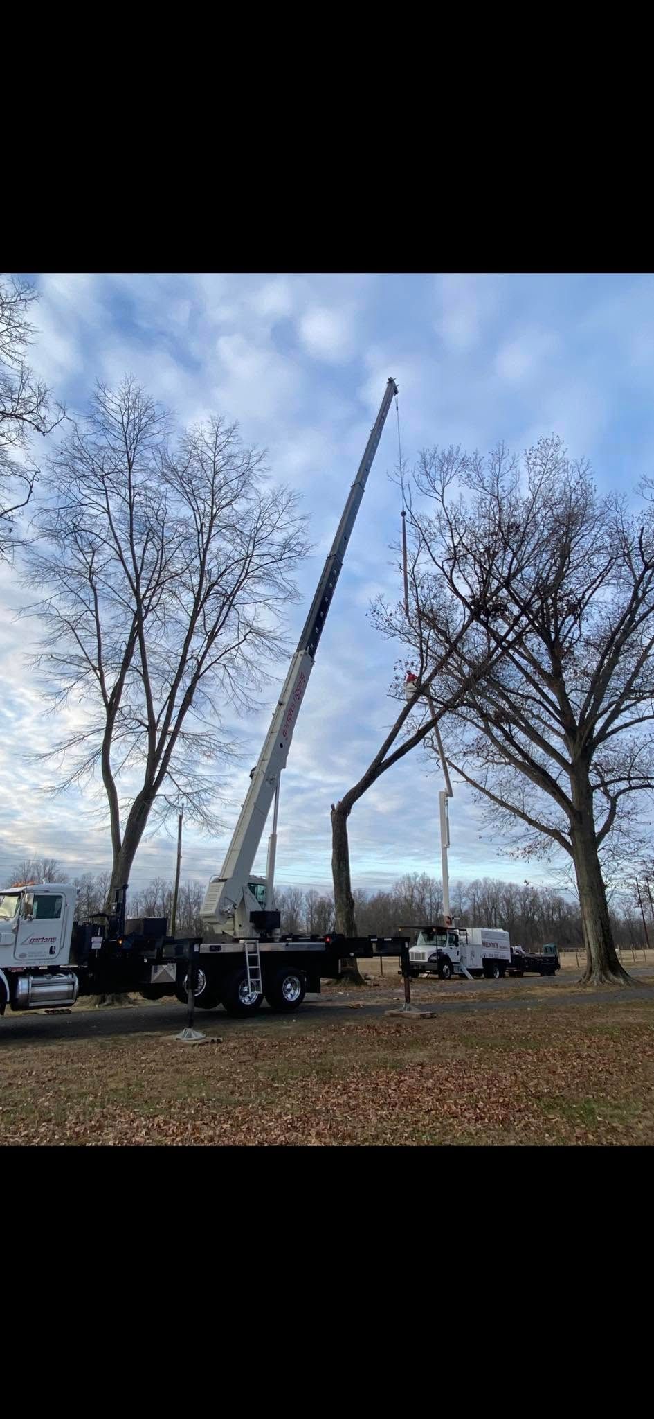 Tree Removal for Melnyk’s Tree Service in Salem County, NJ