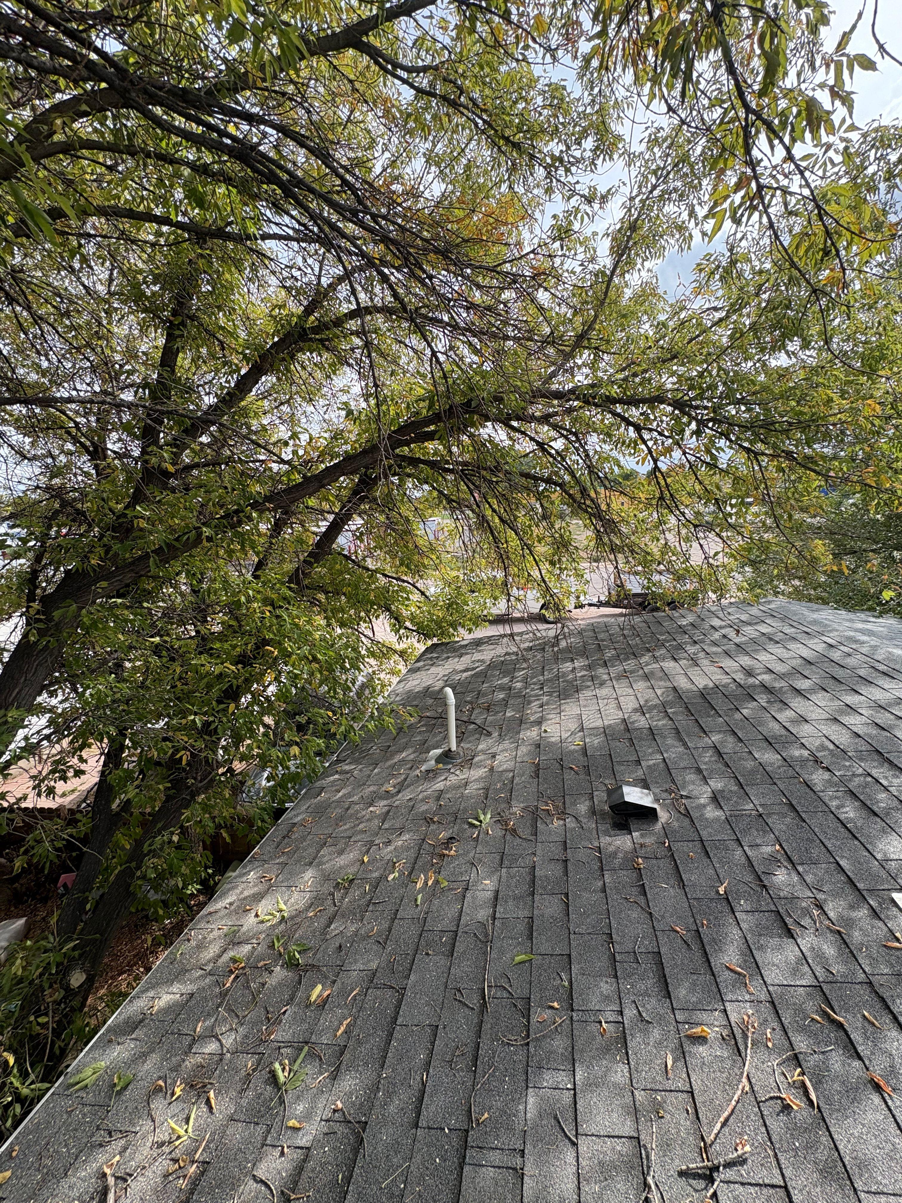  for Elevated Tree Care in Gillette, WY
