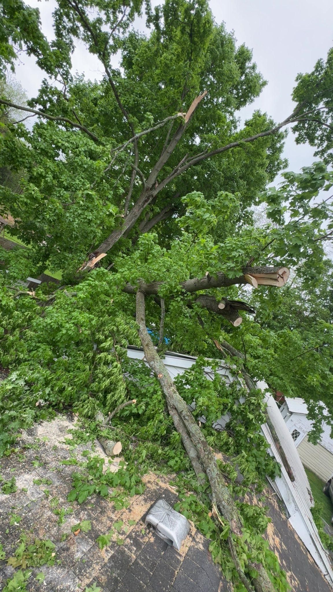  for Branching Out Tree Service in Hastings, MI