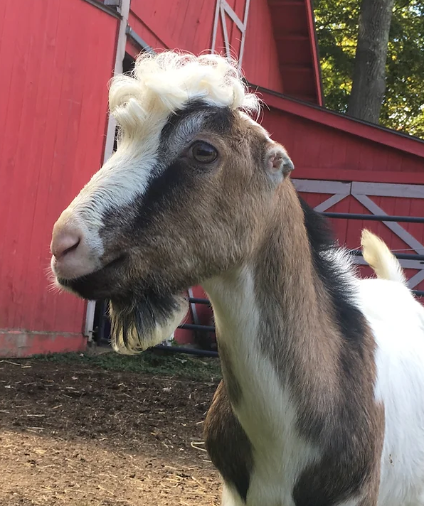 Lyle at Sam's Goatscapers of Boston in Boston, MA