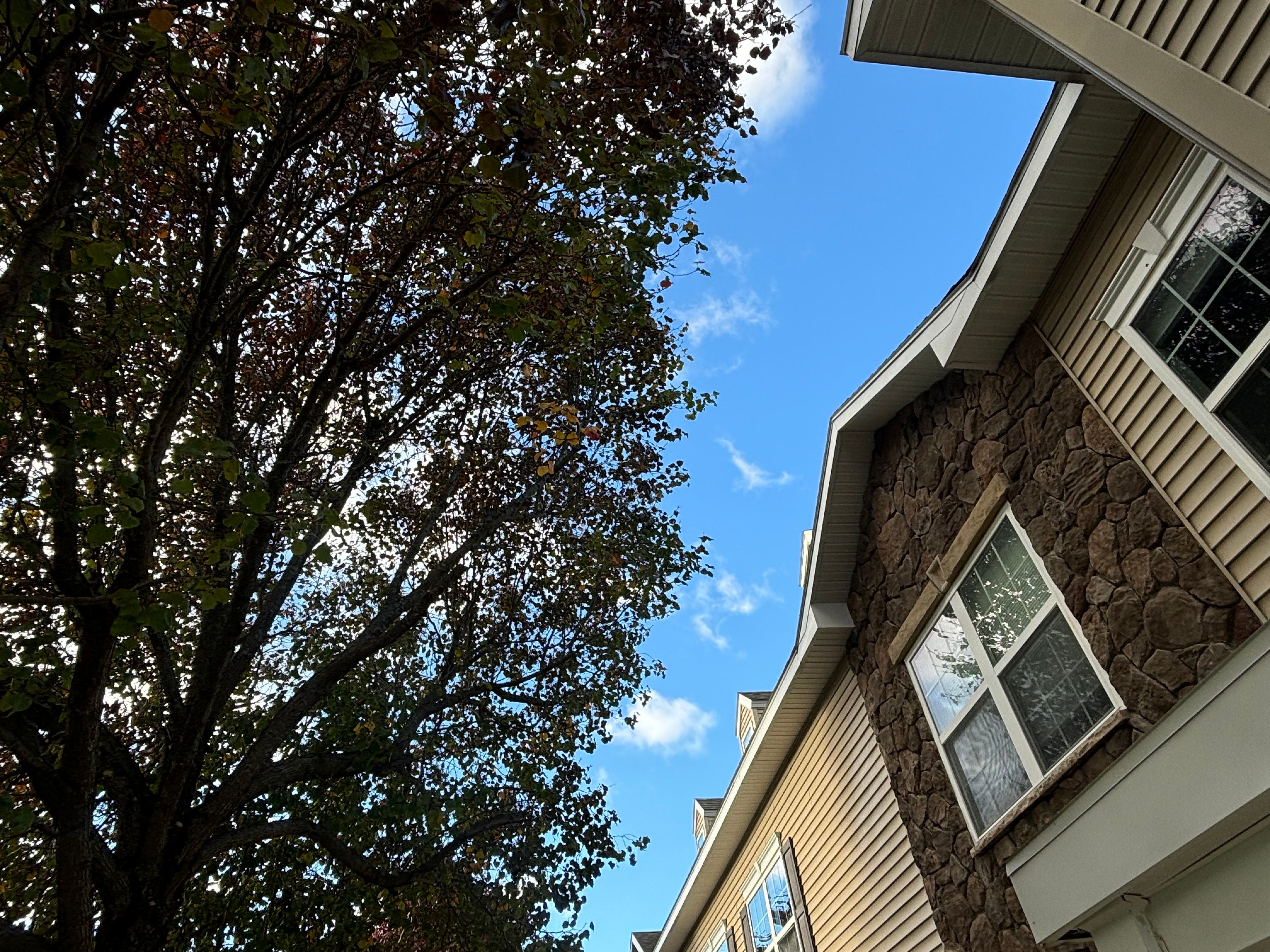  for T's Trees in Albany, NY