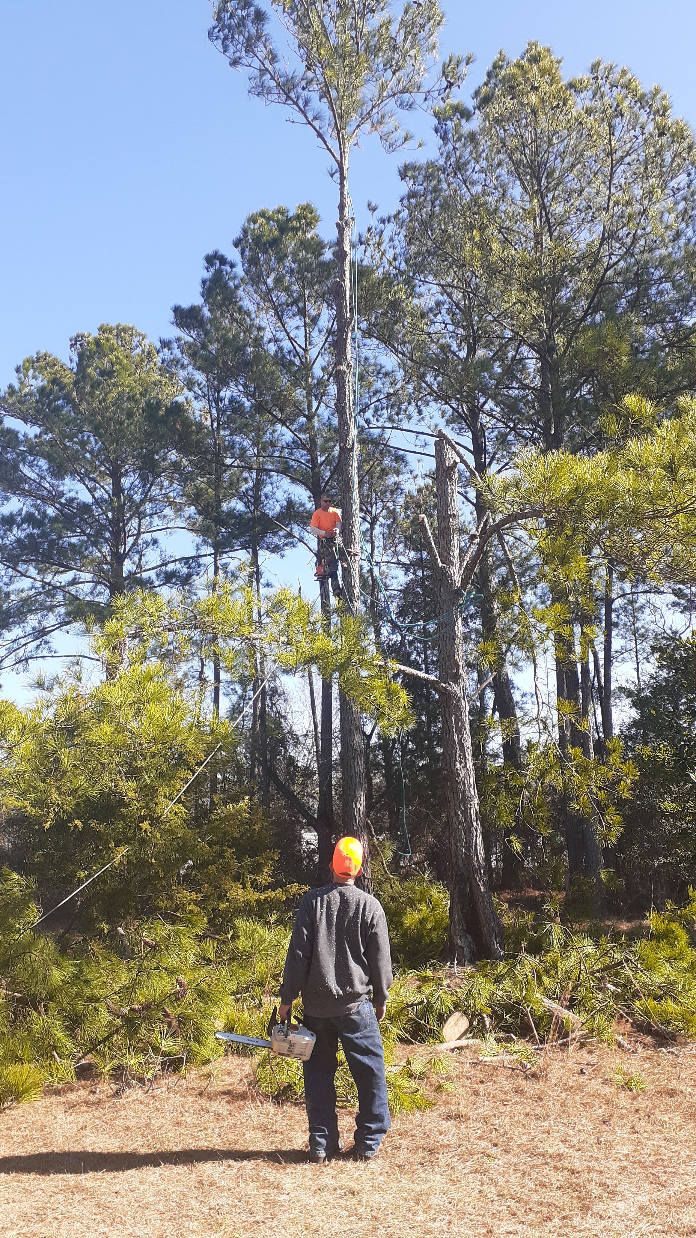  for Professional Tree Service USA in Chattanooga, TN