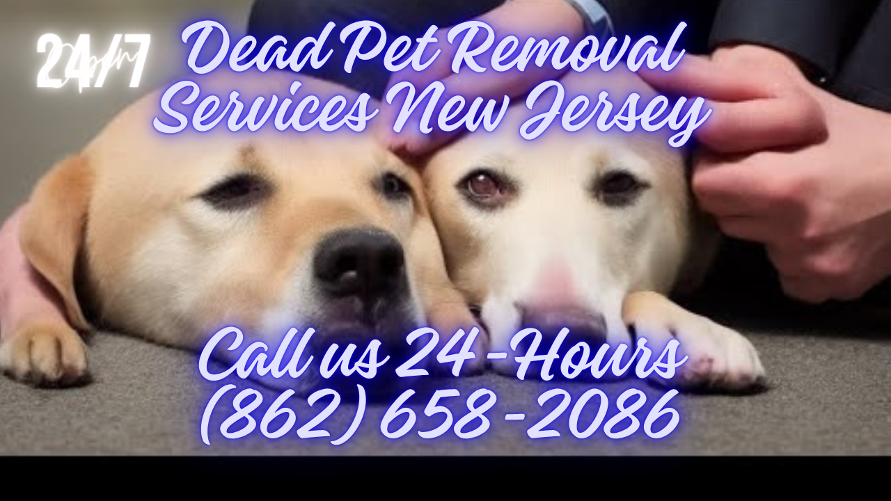 All Photos for All Starr Dead Animal and Deer Removal in Manchester Township, NJ