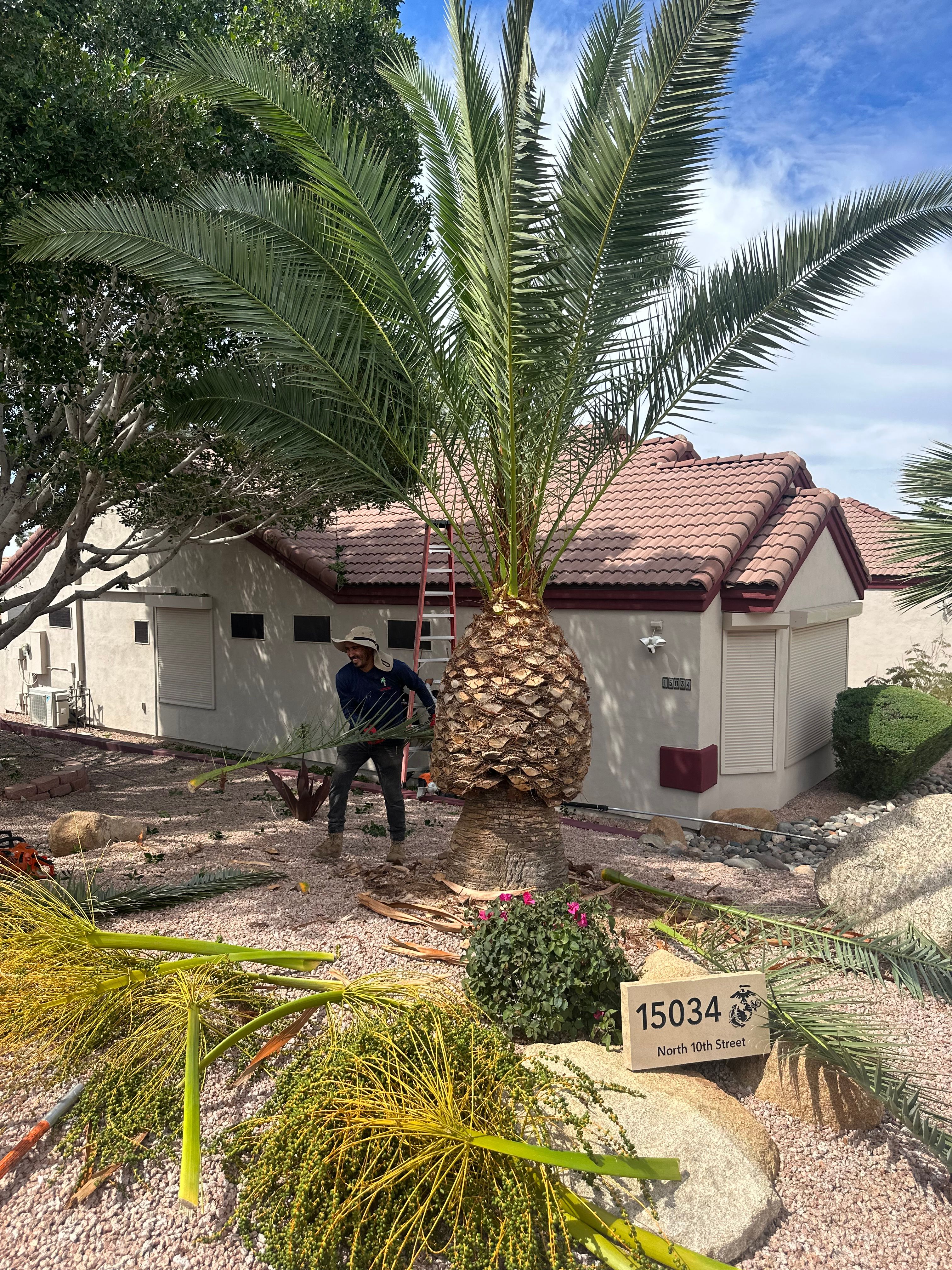 All Photos for Bobbys Palm and Tree Service LLC in Surprise, AZ