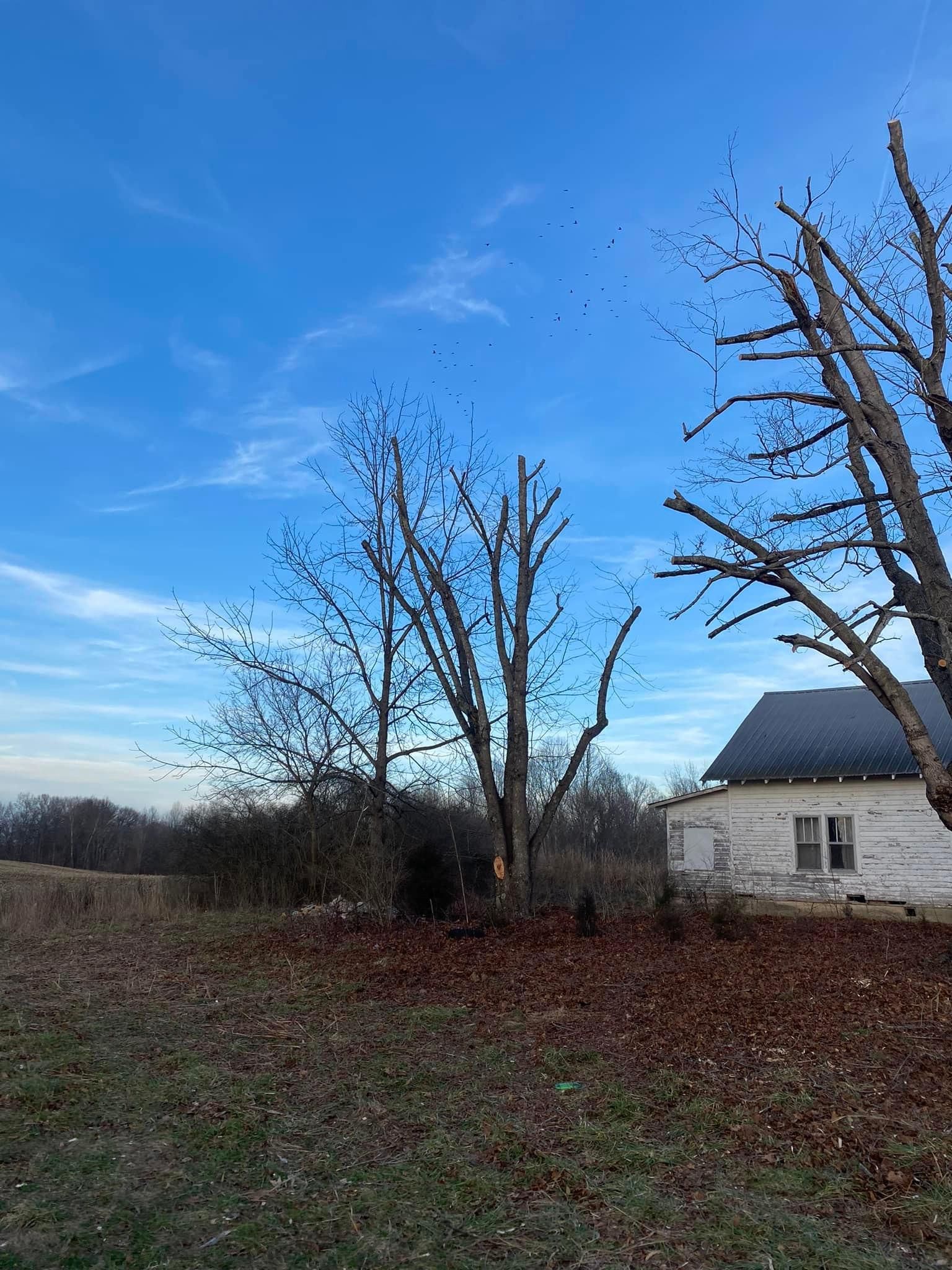 Fall and Spring Clean Up for Atwood’s Tree Care in Liberty,  KY