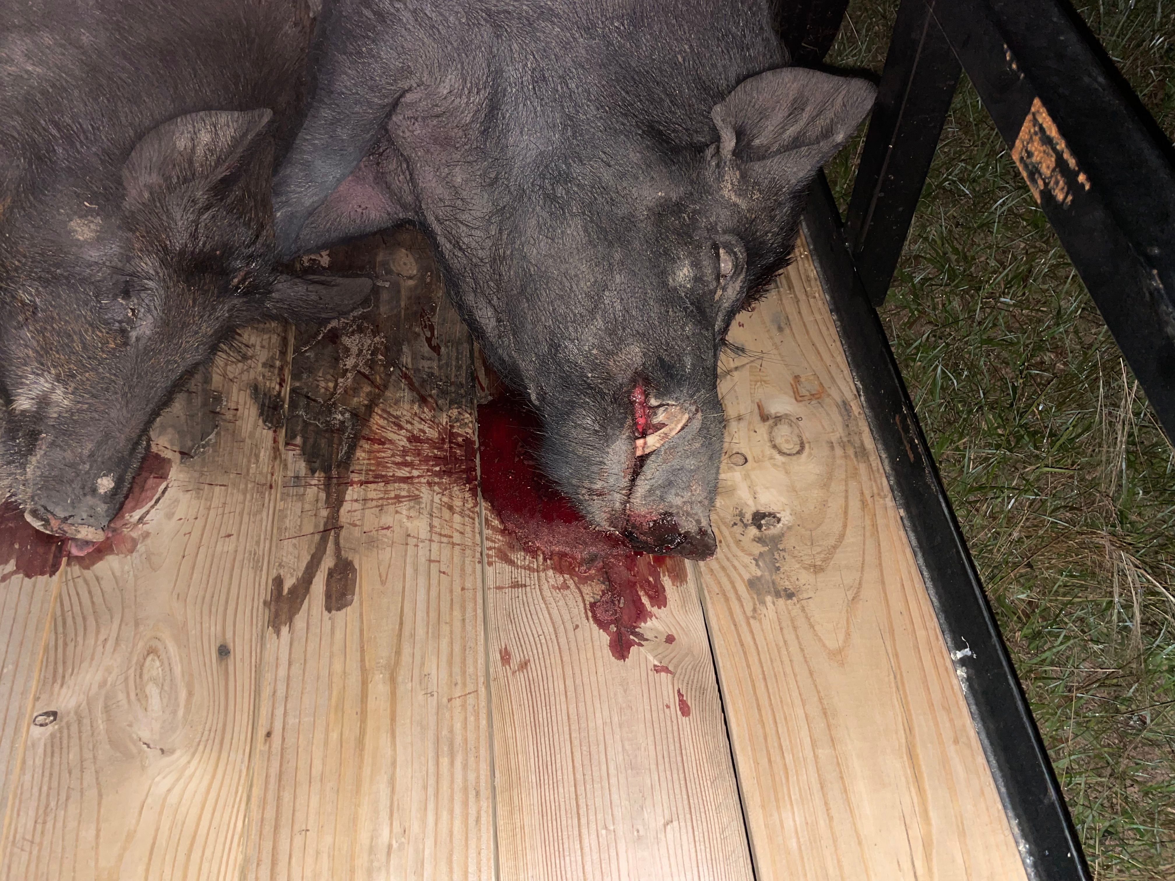  for Havoc Hog Control in Molino, FL