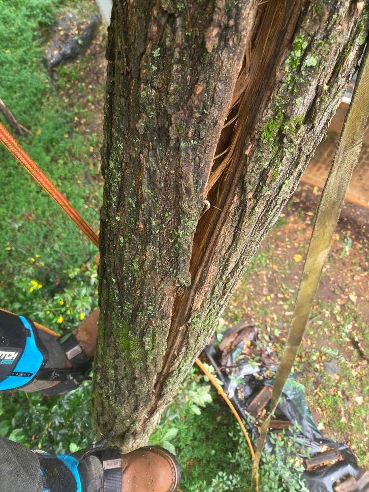 All Photos for Red Roosters Tree Services in Bedford County, VA