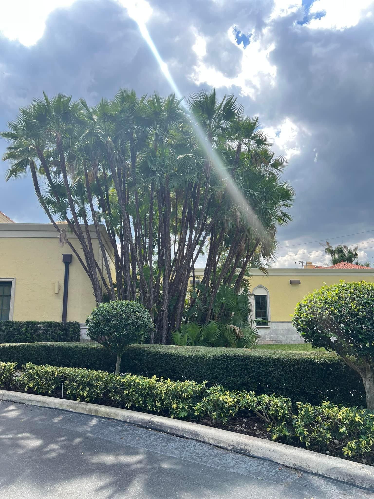 Tree Trimming and Removal for Rey Landscaping & Lawn service LLC in West Palm Beach,  FL