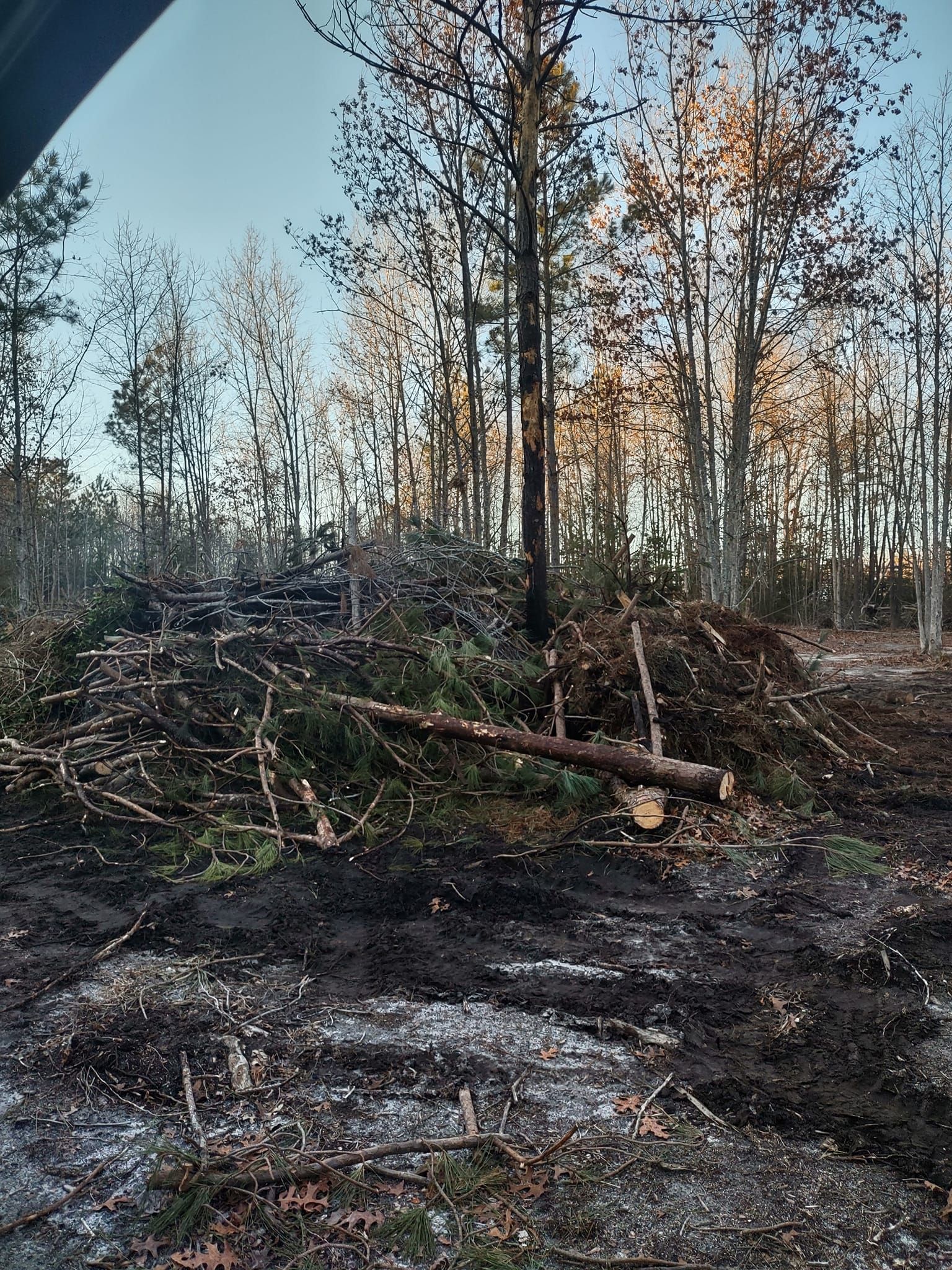  for Country Cutters Tree Service in Prince George, VA