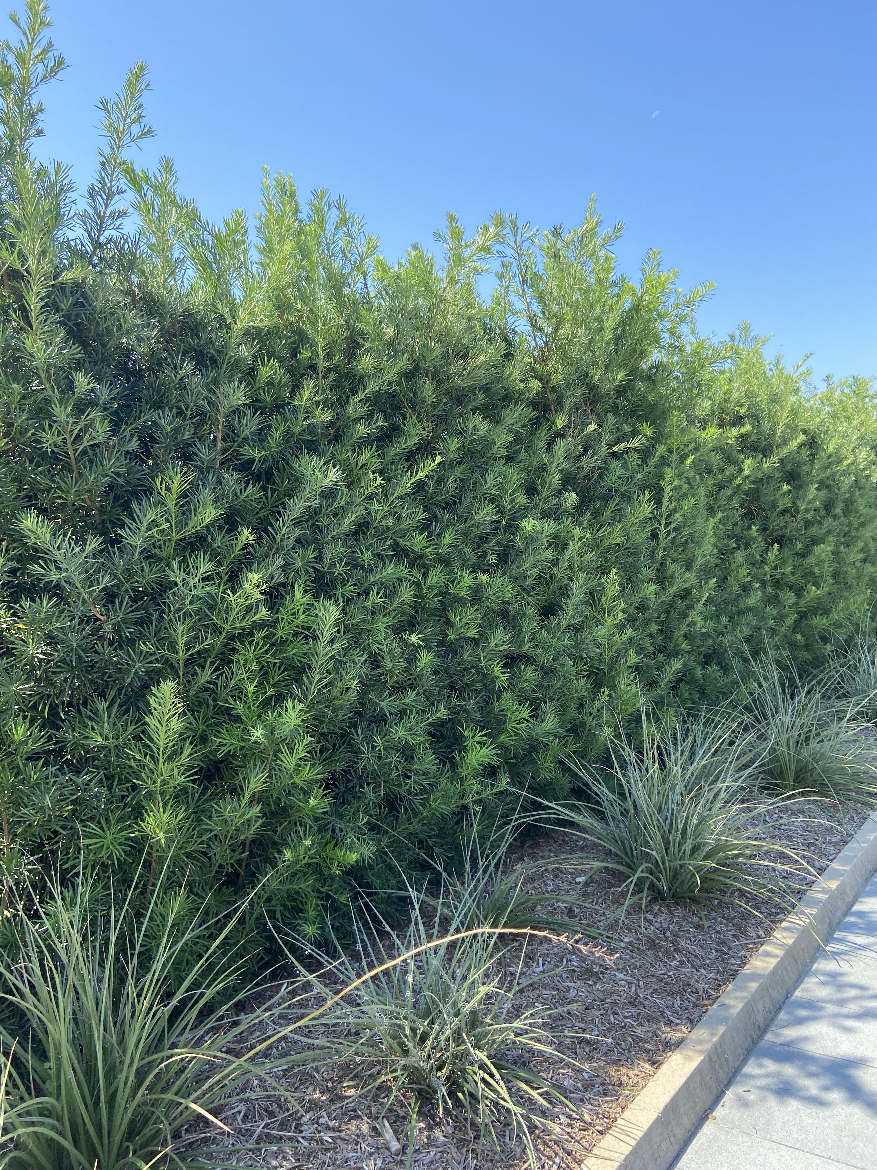 All Photos for Atlas Land Design in Creekside Park, TX