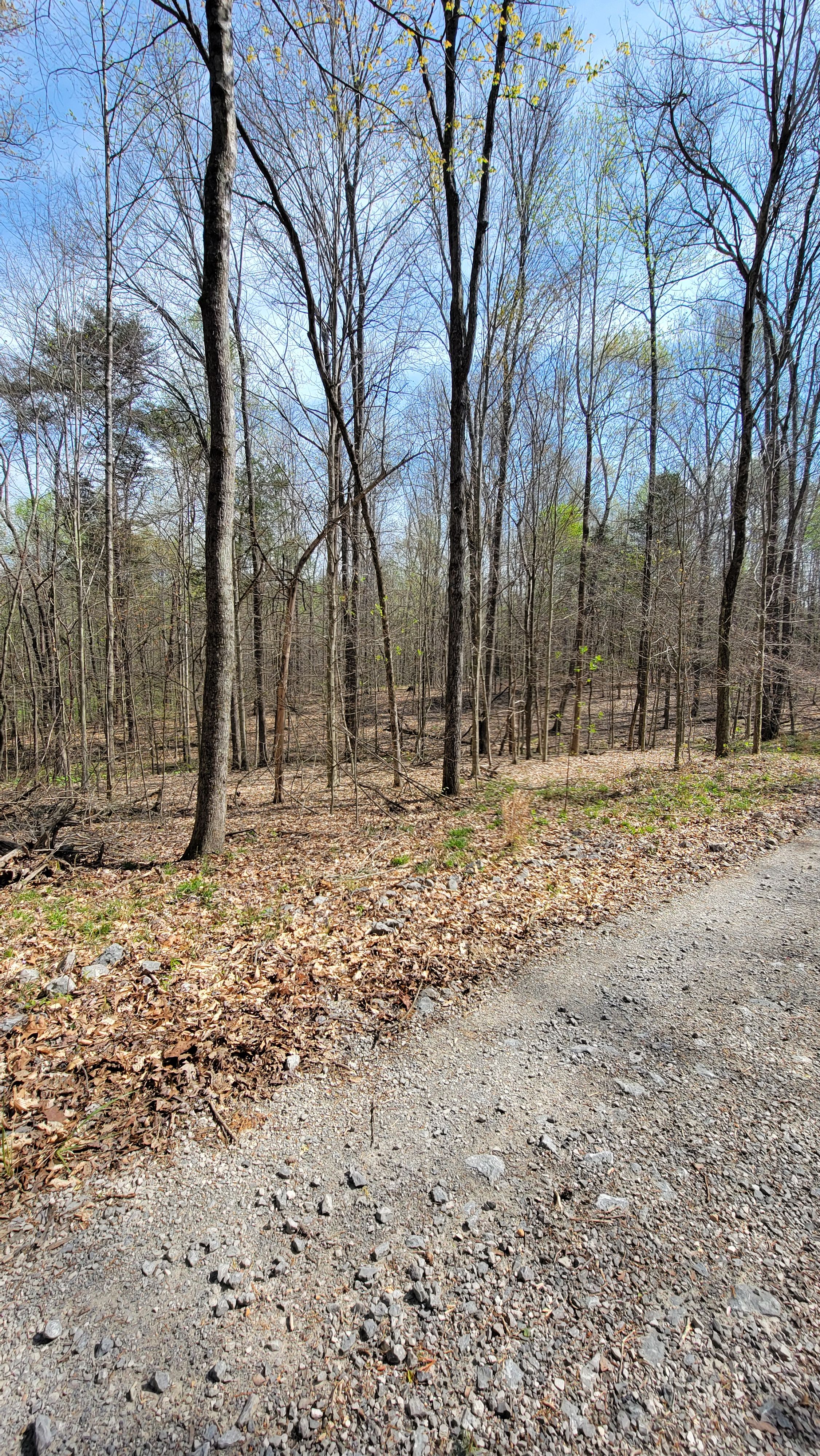  for Z's Land Management & Forestry Mulching in Smithville, TN