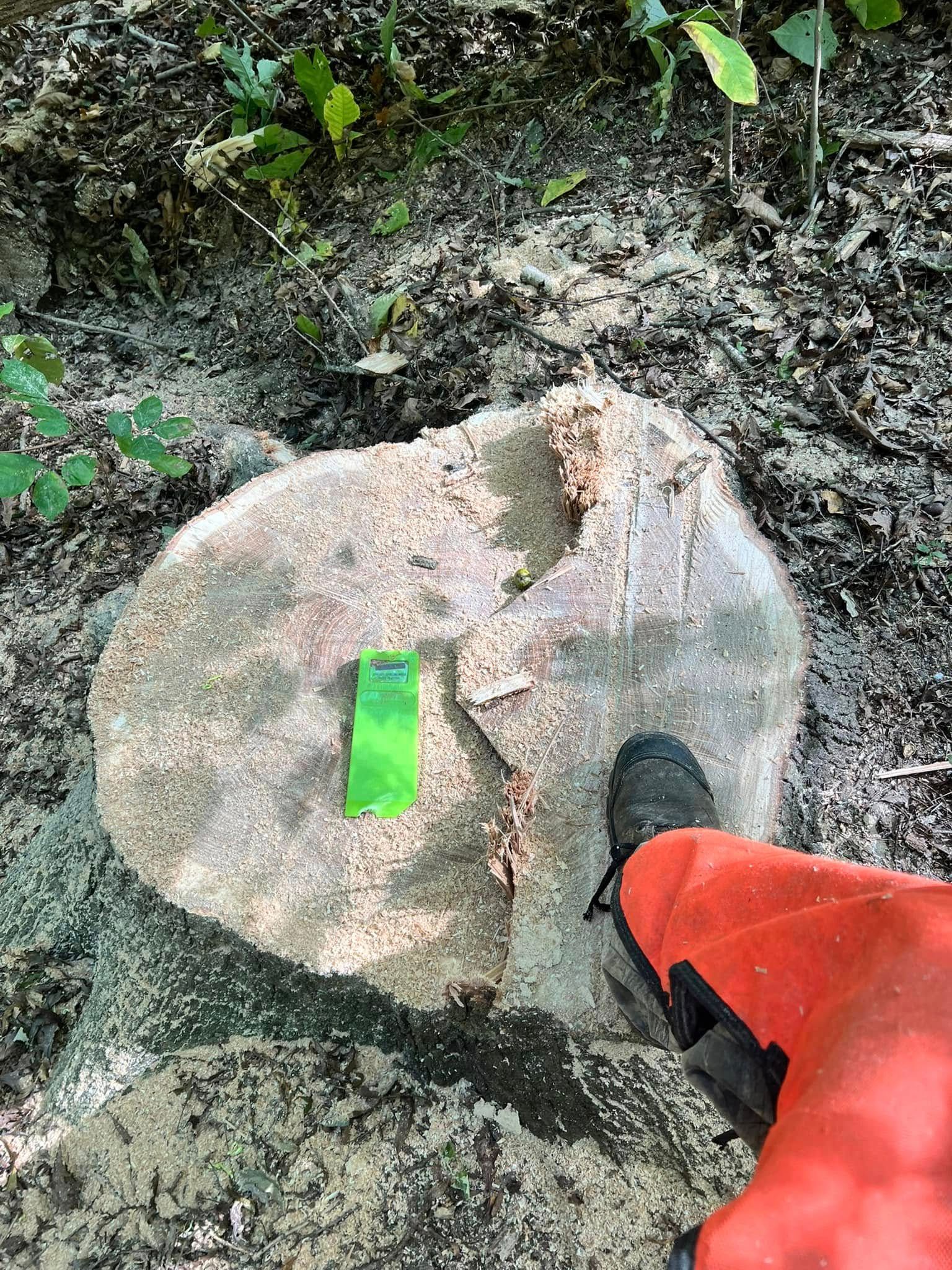 Tree Services for Kadin’s Tree Service in North Vernon, IN