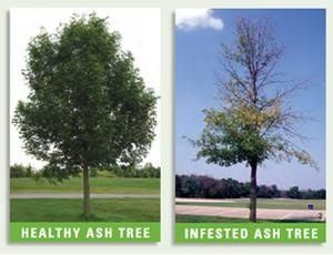  for Sky High Tree Service in Columbia, MO
