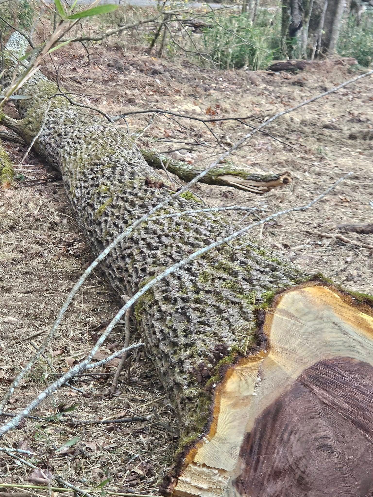 All Photos for B&B Land Management in Jamestown, TN