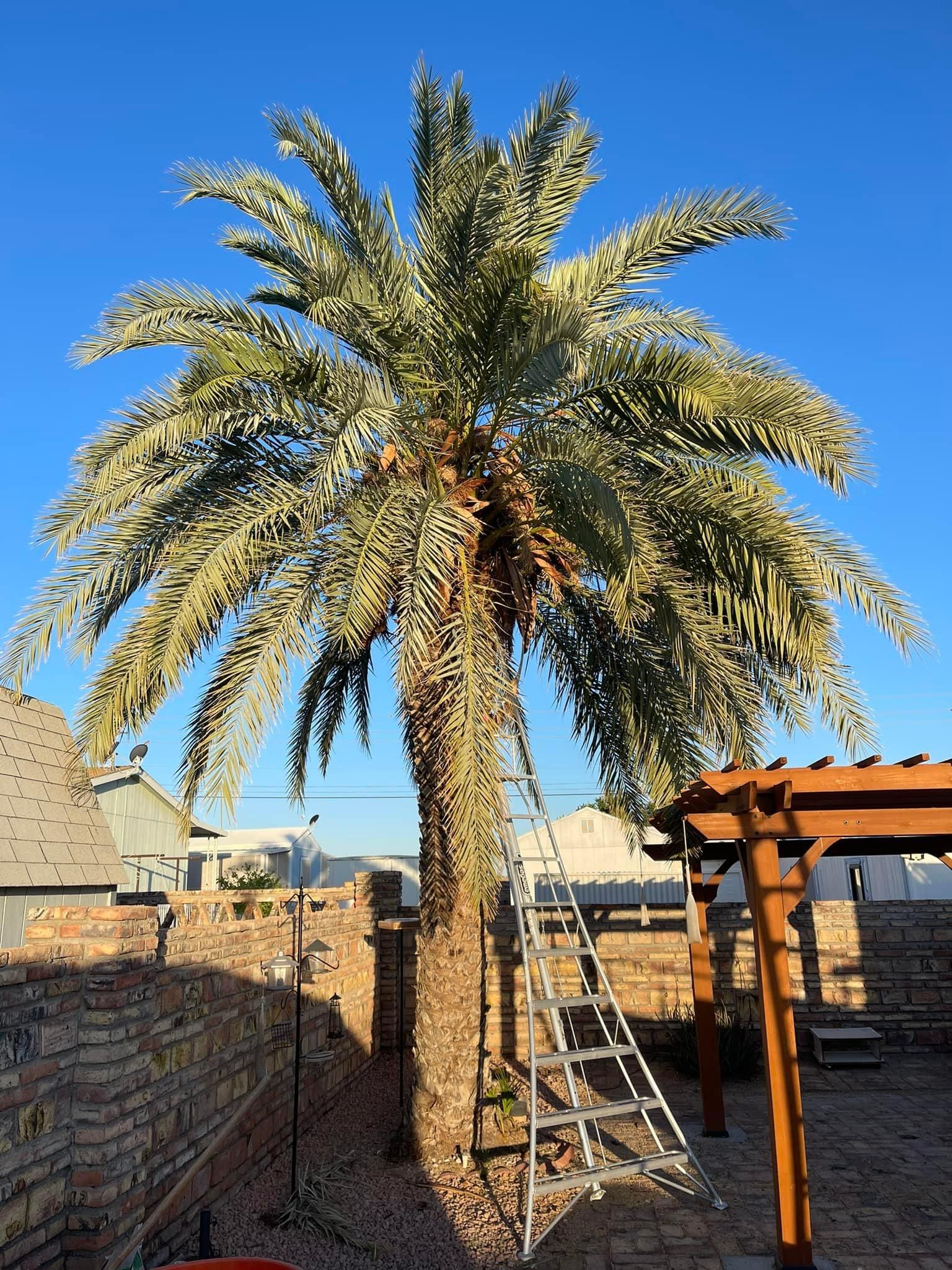  for Oliver L. Palm & Tree services in Yuma County, AZ