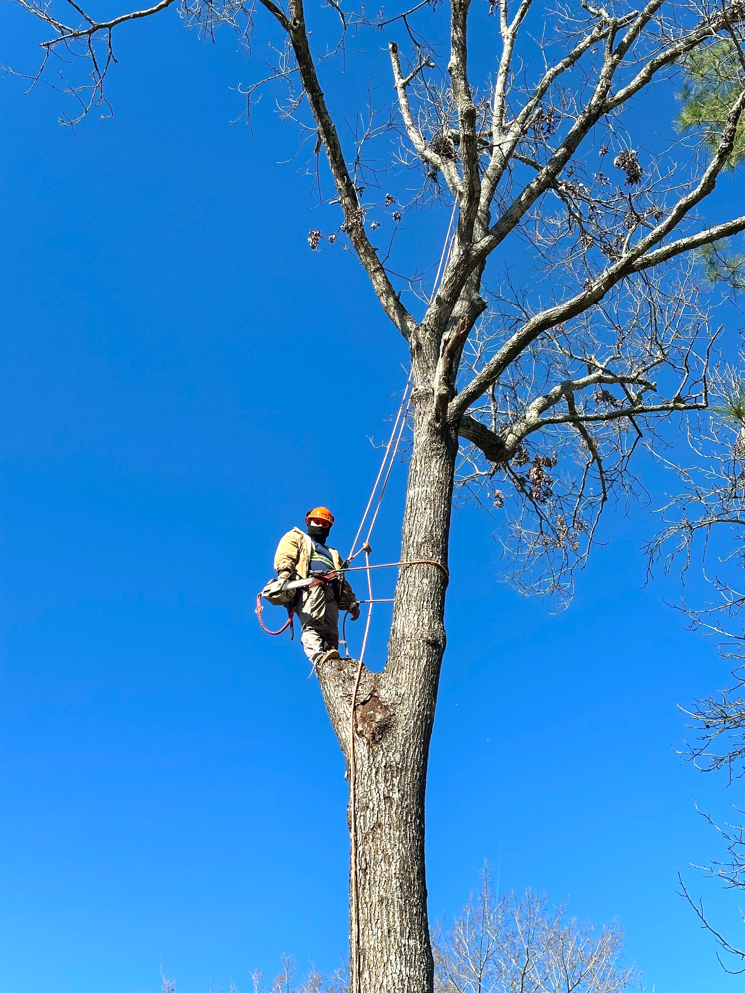  for C&B Ramos Tree Service in Houston, TX