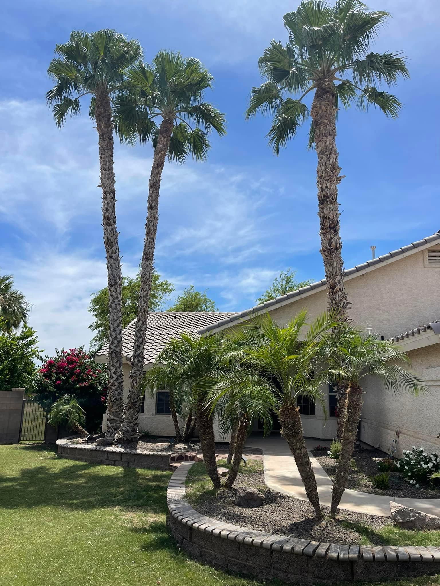  for Oliver L. Palm & Tree services in Yuma County, AZ