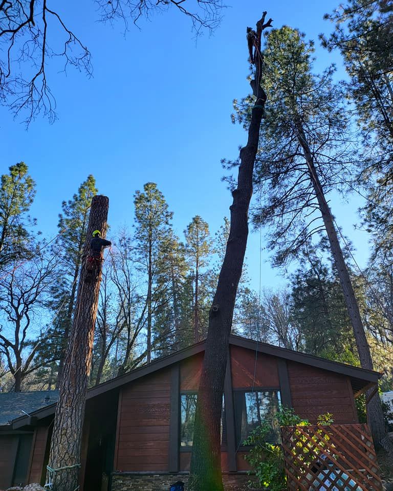  for Terra Heights Tree Experts & Landscaping  in Grass Valley,  CA