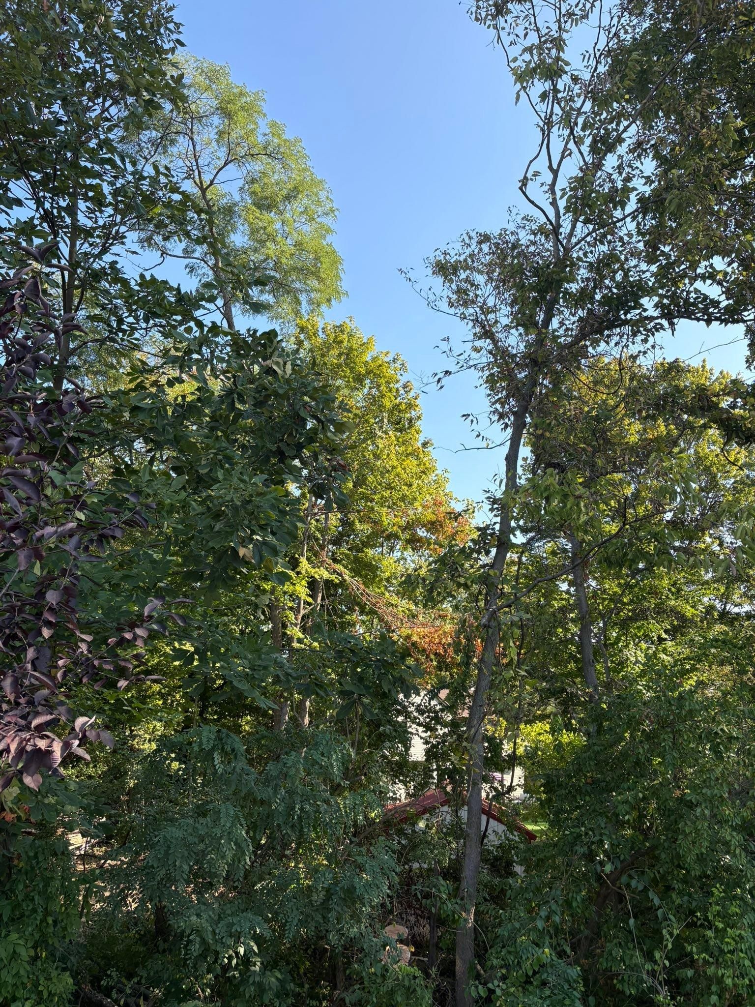  for Dig-It Tree Company in , 