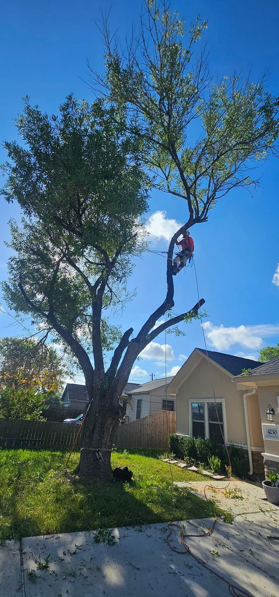  for Servin's Tree Care  in Houston, TX